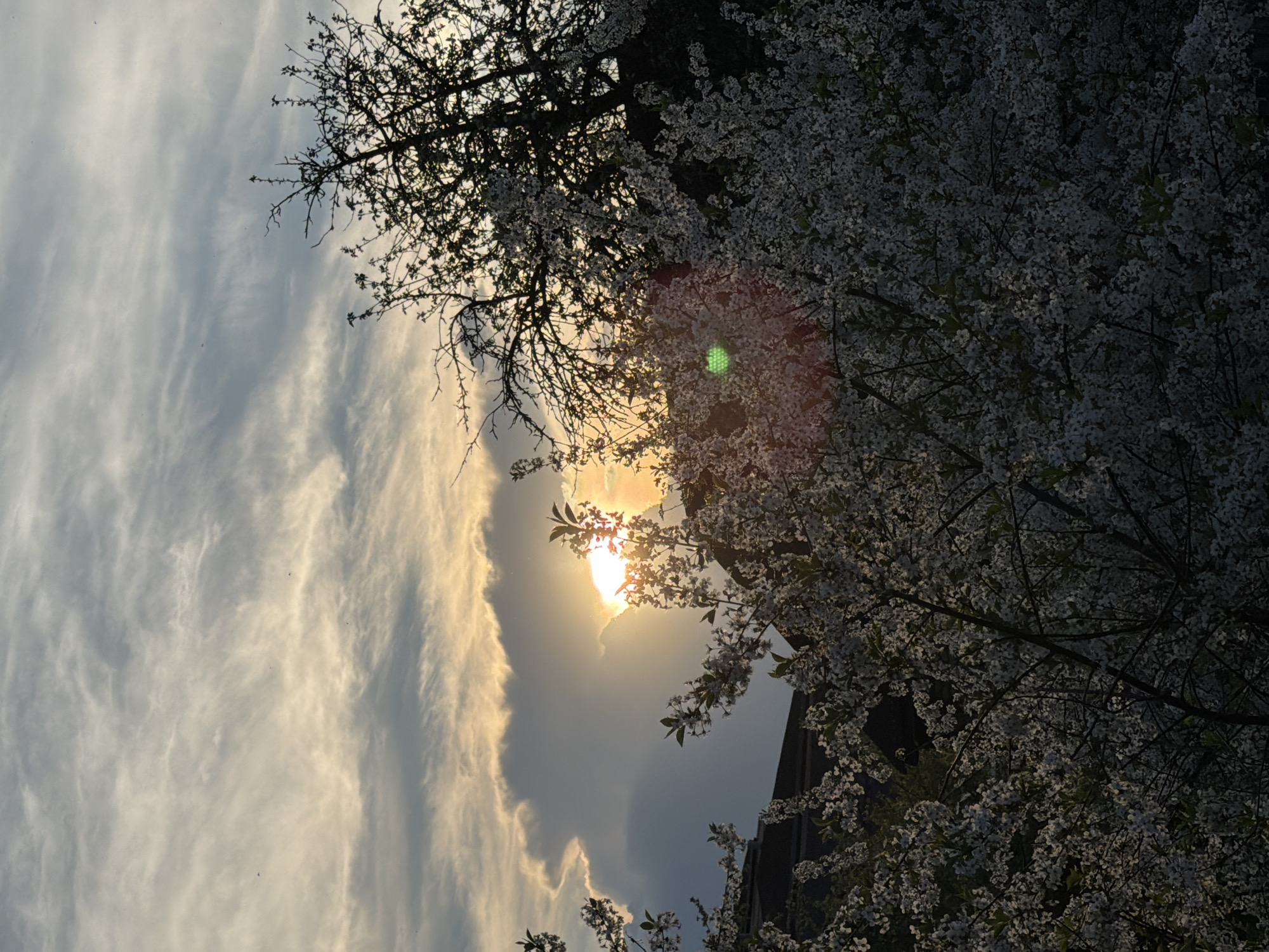 The image shows a sky with wispy clouds transitioning to a darker, cloud-covered area where the sun is visible. The sun is partially obscured by the clouds, creating a bright glow. Silhouetted tree branches, some with white blossoms, are visible in the foreground and upper right of the image. Part of a dark building is visible behind the blossoming branches. The location is Unknown, Unknown.