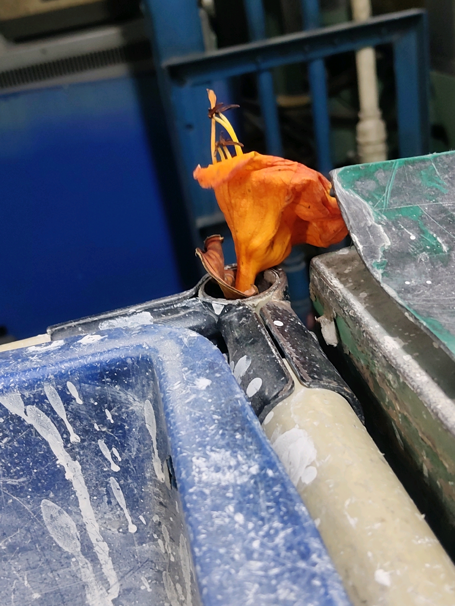 An orange flower is positioned to the left of center in the foreground, with its petals partially unfurled and its stamen visible. The flower appears to be wilting, with some browning on the edges of the petals. It is situated on top of a blue plastic container that is splattered with white material, possibly paint or plaster. To the right of the flower and blue container are parts of two other objects: a dark, metallic tool with a light-colored handle, also splattered with white material, and a green object with a rough, weathered surface. The background is blurred but suggests an indoor environment with blue and dark structures, possibly industrial or workshop related. No people are visible in the image. The scene is likely in Mekarmukti, Indonesia, given the context provided, and appears to depict a discarded flower in a utilitarian setting.
