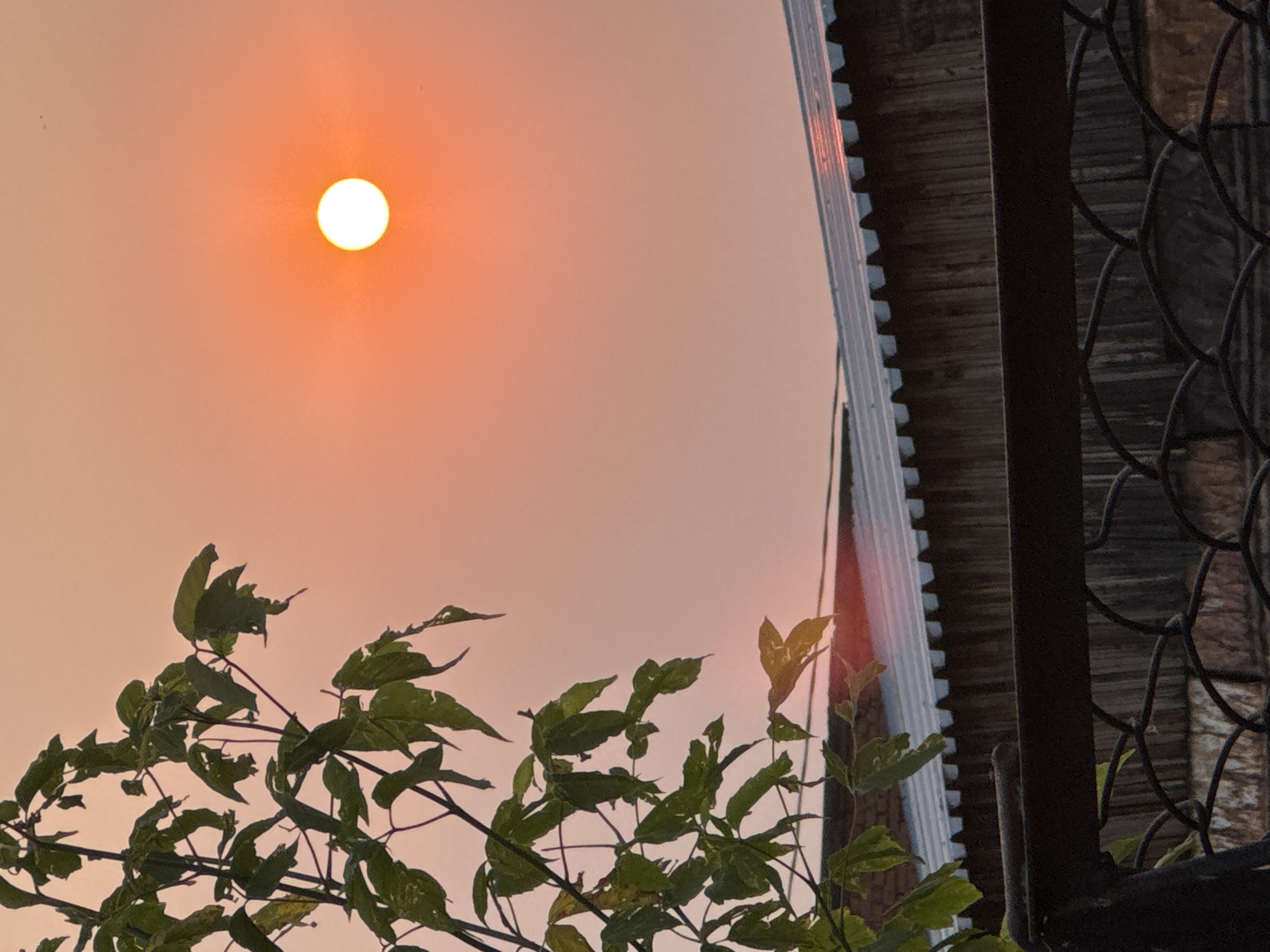 An outdoor, vertical, medium shot captures a sunset viewed through branches of a green leafy tree. The sun is a bright white orb in the upper right corner of the frame, casting an orange glow across the hazy sky. The leaves of the tree, predominantly green, are silhouetted against the sky. In the midground, a tin roof of a structure is visible, with wooden walls beneath. A dark metal fence with a woven pattern is in the foreground. The scene is set in Prokopyevsk, Russia.