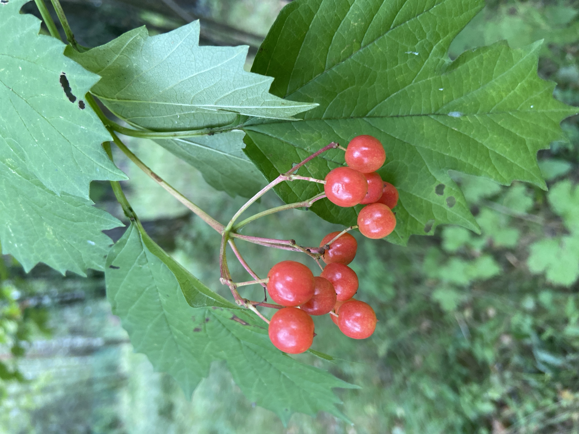 A close-up, eye-level, vertical shot captures a cluster of bright red berries hanging from a branch amidst large, green, serrated leaves. The berries are round and plump, with a smooth, shiny surface, and they are supported by thin, reddish stems. The leaves are textured with visible veins and some small holes. The background is softly blurred, showing a natural environment with green foliage and hints of tree trunks, suggesting an outdoor setting in a wooded area. The lighting appears to be natural daylight, creating gentle shadows on the berries and leaves. The scene is devoid of human presence.