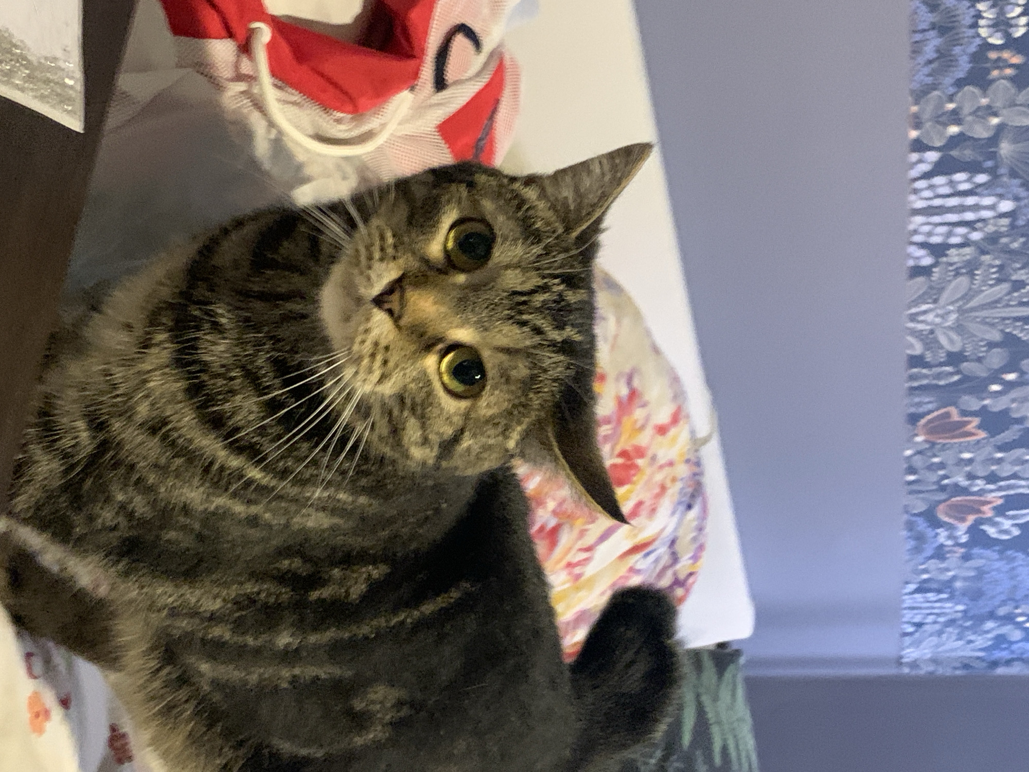 A medium shot captures a tabby cat with bright yellow eyes looking directly at the camera. The cat is positioned on a bed with a patterned blanket behind it, which features pink and white floral designs. To the left of the cat, a red and white hooded sweatshirt is partially visible. The background shows a wall with a dark blue, floral wallpaper and a solid light grey section below it. The lighting is dim, suggesting an indoor environment. The image is a close-up, focusing primarily on the cat.