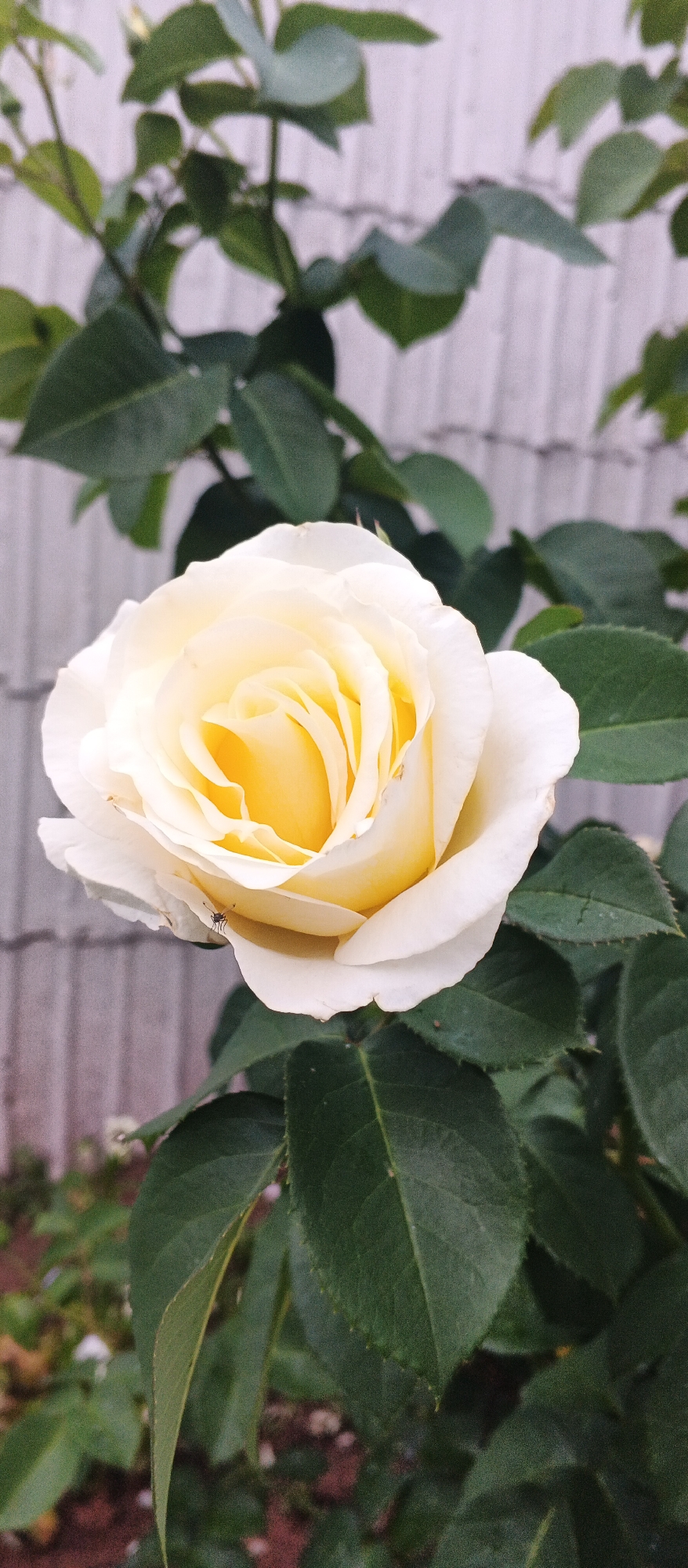 A single, fully bloomed yellow rose with white outer petals is centered in the frame. The rose is surrounded by dark green leaves, some of which are out of focus. A small, dark insect, possibly a fly or spider, is visible on one of the lower petals of the rose. In the background, a light-colored, corrugated fence is partially visible, suggesting an outdoor setting. The overall lighting is soft, and the image appears to be taken at eye level. The location is specified as Podgornoye, Russia.