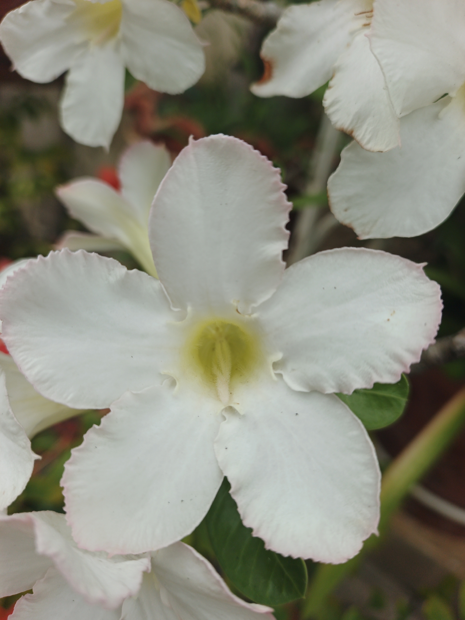 The image is a close-up of a white flower with five petals. Each petal has a faint pinkish hue along its edge. The flower has a yellow center. The flower is surrounded by other flowers, some of which are out of focus. Green leaves are visible behind and between the flowers. It appears to be taken outdoors in natural light. There is no indication of location or other information in the image.