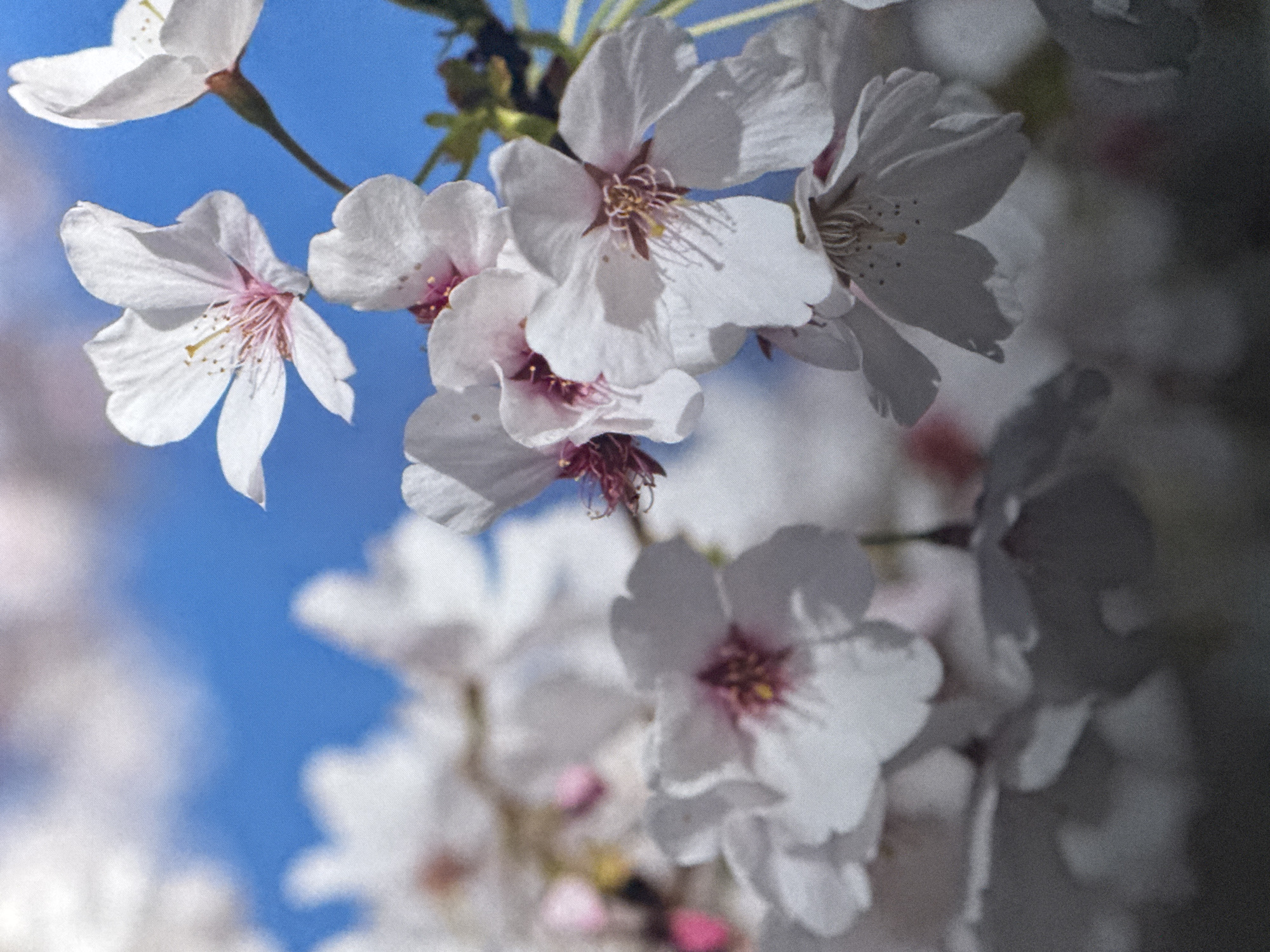 This image shows a close-up, slightly out-of-focus view of several white cherry blossoms against a bright blue sky. The blossoms have delicate petals and prominent stamens, with hints of pink in the center of some. The foreground is darker and blurred, with the blossoms gradually becoming sharper towards the top and right of the image. There are no people or discernible landmarks that would indicate a specific location within the city of Saratov, Russia. The scene appears to be a natural setting, likely an outdoor park or garden during springtime.