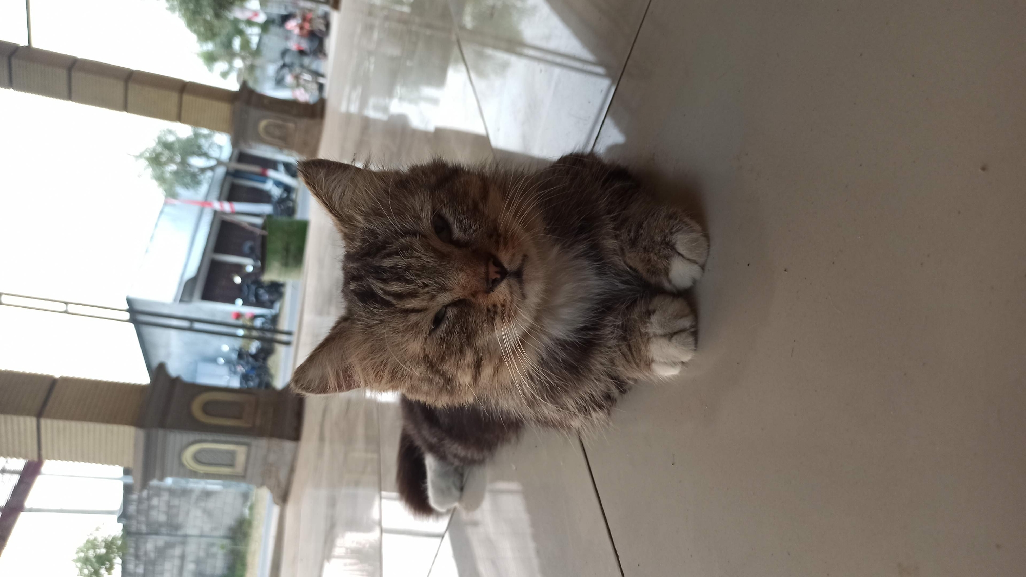A medium shot, eye-level, outdoor, daylight image shows a long-haired tabby cat lying on a tiled floor. The cat is facing the camera with its paws tucked beneath its chest. Its eyes are partially closed, giving it a sleepy or judgmental expression. The cat has brown, black, and white fur. The tiled floor is light brown and appears to be wet or highly polished, reflecting the overhead structure.
Behind the cat, there are large, pillar-like structures, suggesting an open-air building or a sheltered walkway. In the background, beyond the pillars, is a street scene. Several motorcycles are parked, and there are buildings with awnings. A red and white flag is visible, possibly indicating a local establishment. The sky is bright and overcast. The environment appears to be in a warm climate, consistent with Bedikulon, Indonesia. There are no people visible in the frame. The cat is the sole subject. The composition is focused on the cat, with the background providing context for its location.