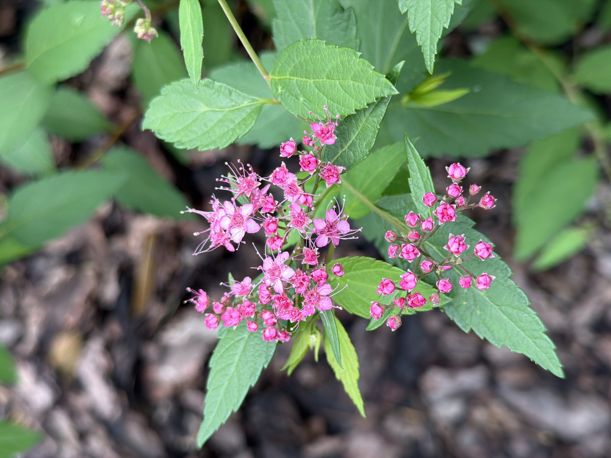 This is a close-up, eye-level, outdoor photograph of a flowering plant with small pink blossoms and green leaves. The background is blurred, showing dark soil and mulch. The focus is on the vibrant pink flowers and the textured green foliage, with some blooms appearing as buds and others fully open, revealing delicate stamens. The lighting suggests it may be overcast or late in the day. The scene is devoid of human presence and any identifiable urban landmarks.