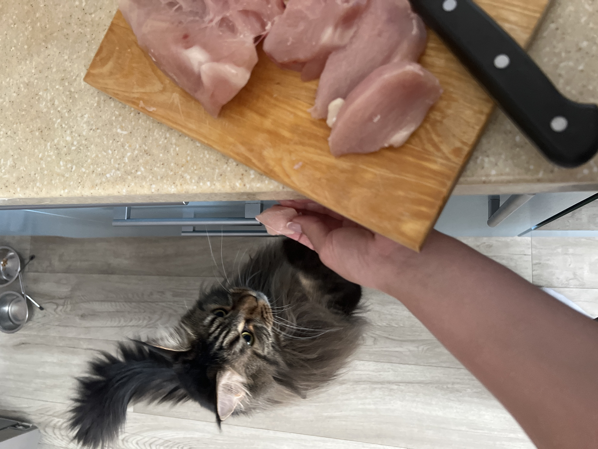 The image captures an indoor kitchen scene from an overhead, angled perspective, showcasing a domestic moment involving food preparation and a pet. In the upper portion, a light-colored, speckled kitchen countertop is visible, upon which rests a wooden cutting board. Several pieces of raw, light pink meat, likely chicken or turkey breast, are arranged on the board, indicating ongoing or impending food preparation. A black-handled knife with silver rivets is partially visible to the right of the meat.
Below the countertop, on a light wood-patterned floor, a large, long-haired tabby cat, possibly a Maine Coon, looks upwards with curiosity. The cat has distinctive ear tufts, prominent whiskers, and striking green-yellow eyes. A person's arm and hand extend downwards from the counter level, positioned near the cat's head. The hand, adorned with light pink nail polish, appears to be interacting with or offering something to the cat.
In the lower-left corner of the floor, two empty, stainless steel pet bowls are visible. The overall activity suggests the cat is observing or anticipating food, likely drawn by the raw meat on the counter. The scene conveys a casual, everyday moment in a home in Марковский, Russia.