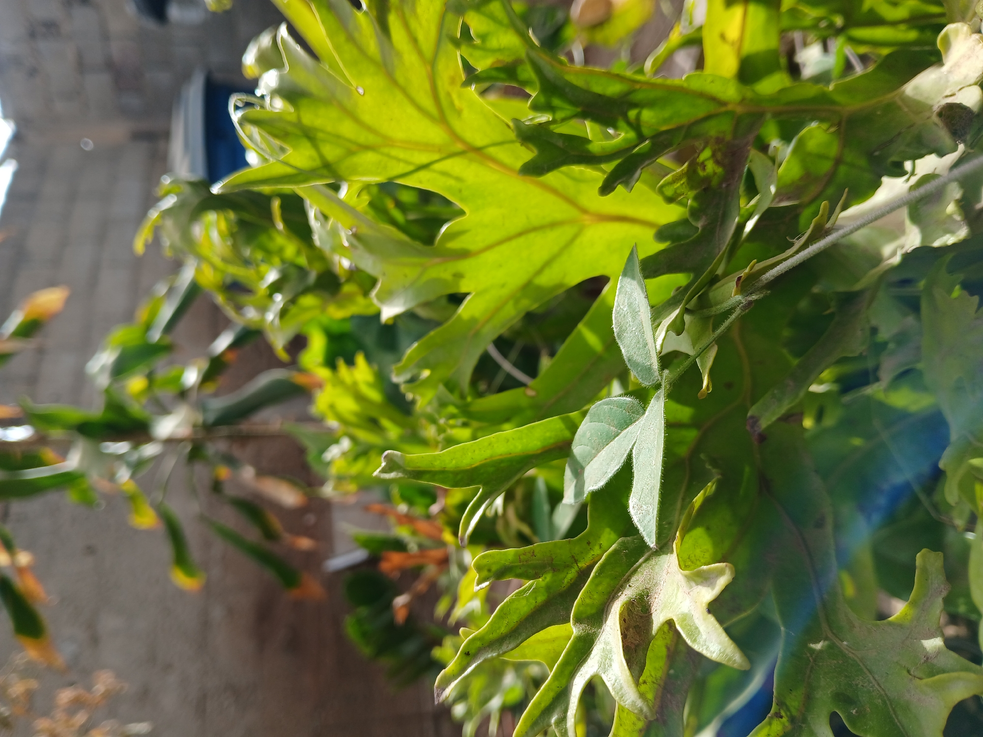 The image shows a close-up view of green foliage, likely a plant or tree, with irregularly shaped leaves featuring jagged edges. The leaves are a mix of light and dark green hues due to variations in sunlight. The background is blurred, showing a light-colored wall or structure, potentially a building. The location is Juan Griego, Venezuela.