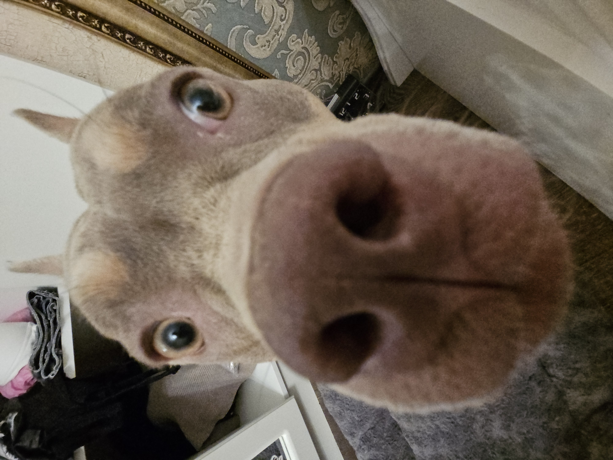 The image shows a close-up, low-angle shot of a light-colored dog's face. The dog's nose is in the foreground, filling much of the frame. Its eyes are wide open and looking directly at the camera. The dog appears to be indoors, as suggested by the presence of what looks like furniture and shelving in the background, including a patterned fabric and some folded clothing. The lighting is dim. The location of this image is not identifiable from the visual information provided.