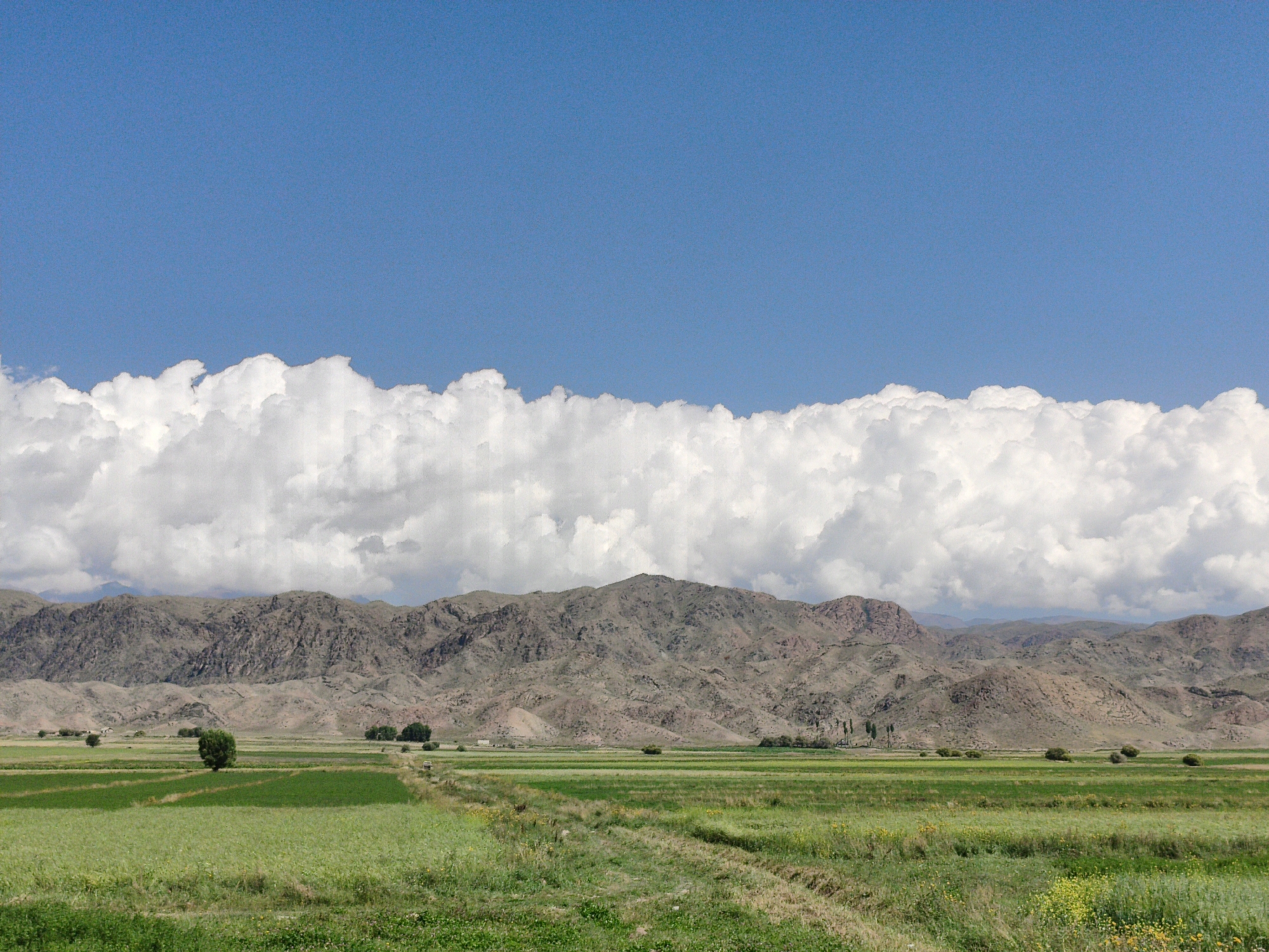 A wide-angle shot captures a vast, agricultural valley under a clear blue sky with scattered white clouds. In the foreground, lush green fields, some appearing freshly tilled, stretch across the landscape. A dirt track or path winds through the fields. In the middle ground, a solitary, rounded tree stands out amidst the greenery. Further back, a line of trees forms a subtle demarcation. The background is dominated by rugged, brown mountains with visible erosion patterns. The overall impression is of a rural, natural setting during daytime.