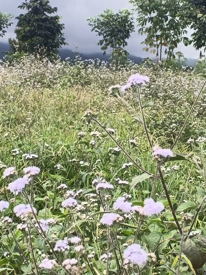 This image depicts a natural landscape in Đăk Mar, Vietnam, characterized by a dense field of vegetation under an overcast sky. The foreground is dominated by numerous clusters of light purple, spherical, fuzzy flowers on thin stems, interspersed with green leaves and grasses. In the midground, a wide expanse of smaller white flowers and varying shades of green and yellow-green grasses extends horizontally. The background features several mature trees with dark green foliage, positioned against a light grey, hazy sky, with a dark, undulating landform visible beneath the horizon. No human subjects, animals, or artificial structures are present.