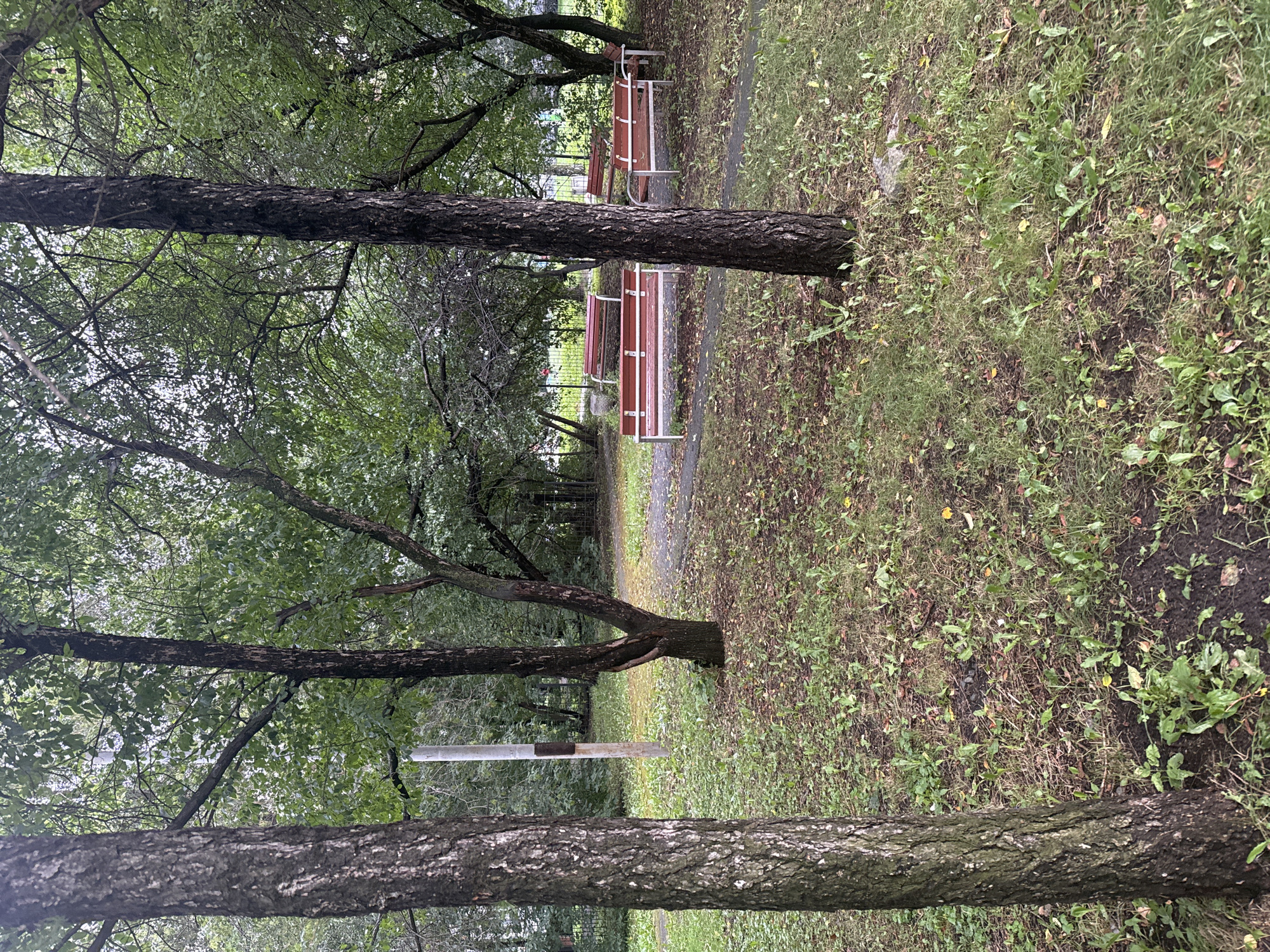 This image depicts an outdoor scene in what appears to be a park or residential courtyard area. Several trees with dark bark and green foliage are prominent in the foreground and midground, with the ground covered in grass, fallen leaves, and some patches of dirt. In the background, there are several park benches with red seating and metal frames, arranged on a paved pathway that winds through the area. A utility pole with a light-colored shaft and a dark rectangular attachment is visible behind one of the trees. The overall atmosphere suggests a natural, somewhat unkempt environment, likely in a public or communal space.