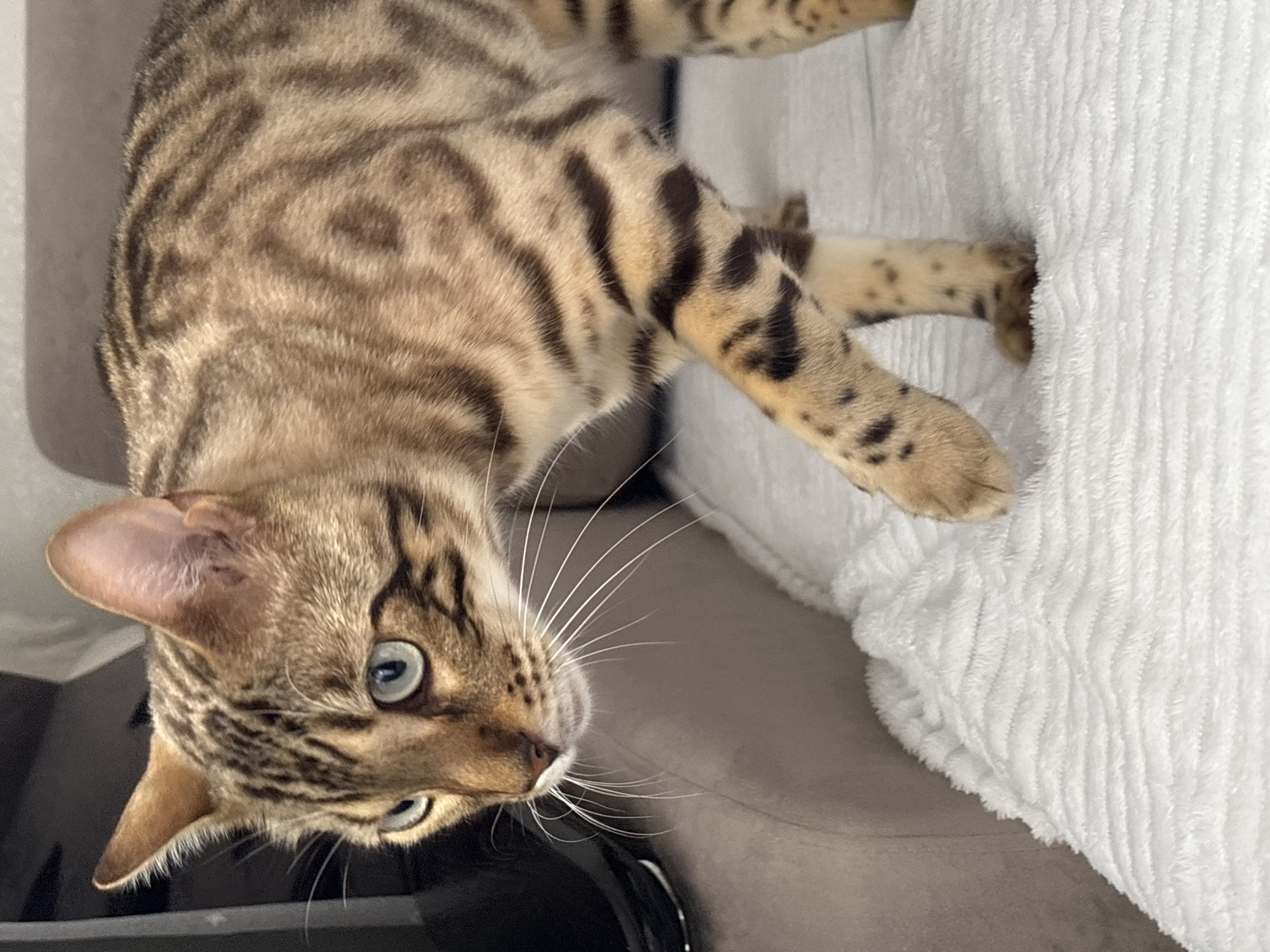 A Bengal cat with distinct tabby markings and blue eyes is pictured in a close-up, waist-up shot. The cat is walking on a white, textured blanket. In the background, a blurred grey sofa is visible. The lighting is natural, coming from the left, casting subtle shadows. The image was taken in Noviy, Russia.