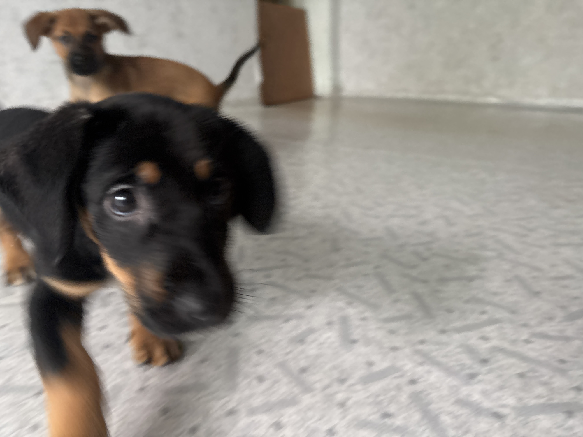 A close-up, blurry, eye-level shot shows two puppies. The puppy in the foreground is black and tan, with its head angled upwards and its eyes wide open. Its body is contorted as if it is lying down, with its paws and legs visible. Another puppy, also black and tan, is visible in the background, blurred and facing away from the camera. The puppies are on a surface with a patterned texture, possibly a rug or carpet, in a dimly lit room. There is a brown object in the far right background, out of focus. The overall impression is one of an indoor setting, possibly a home. The image quality is low, with significant motion blur. The specific location in Birobidzhan, Russia, cannot be determined from the visual information alone.
