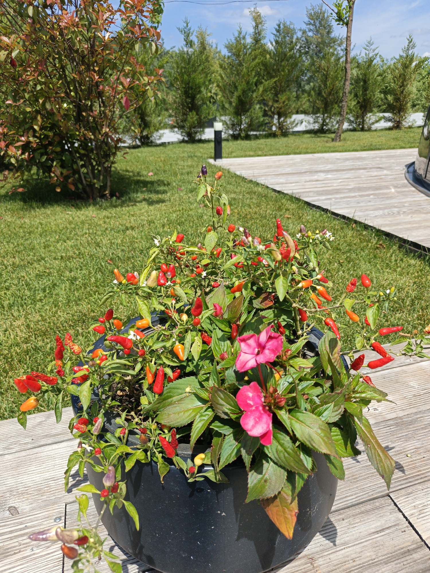 In Pshada, Russia, a dark pot filled with chili peppers and a pink impatiens flower sits on a wooden deck. The peppers are in various stages of ripeness, ranging from green to red. Behind the pot, a meticulously manicured lawn stretches out, bordered by a line of coniferous trees and a white fence. Further in the background, a dense bush with reddish-brown leaves adds a touch of color to the scene. The sky above is a clear blue with scattered white clouds.