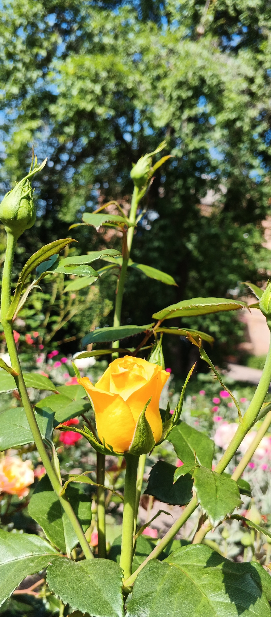 In the city of Smila, Ukraine, a close-up shot focuses on a vibrant yellow rosebud. The rose is positioned centrally in the frame, its petals tightly furled, hinting at the bloom to come. Surrounding the rose are green leaves and thorny stems, characteristic of a rose bush. In the background, the scene is softened by a bokeh effect, with hints of other colorful flowers, predominantly pink, and lush green foliage from trees creating a natural, outdoor setting. The sunlight illuminates the rose, casting gentle shadows and highlighting the texture of its petals and leaves. The image appears to capture a moment in a garden or park.