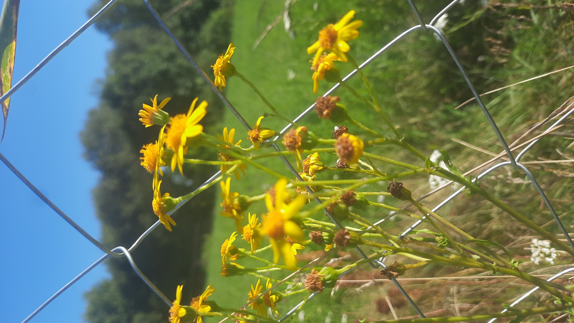 This is a close-up, eye-level, outdoor photograph of yellow wildflowers growing near a chain-link fence. The flowers are small with delicate petals and some appear to be in bloom while others are developing or fading. The fence is silver and partially obstructs the view of the flowers and the background. The background consists of a grassy field and a line of trees under a clear blue sky. The scene appears to be a rural or park-like setting, possibly in the city of Shklou, Belarus, given the context. There are no people or animals visible in the image. The focus is sharp on the flowers and the fence in the foreground, with the background softly blurred.