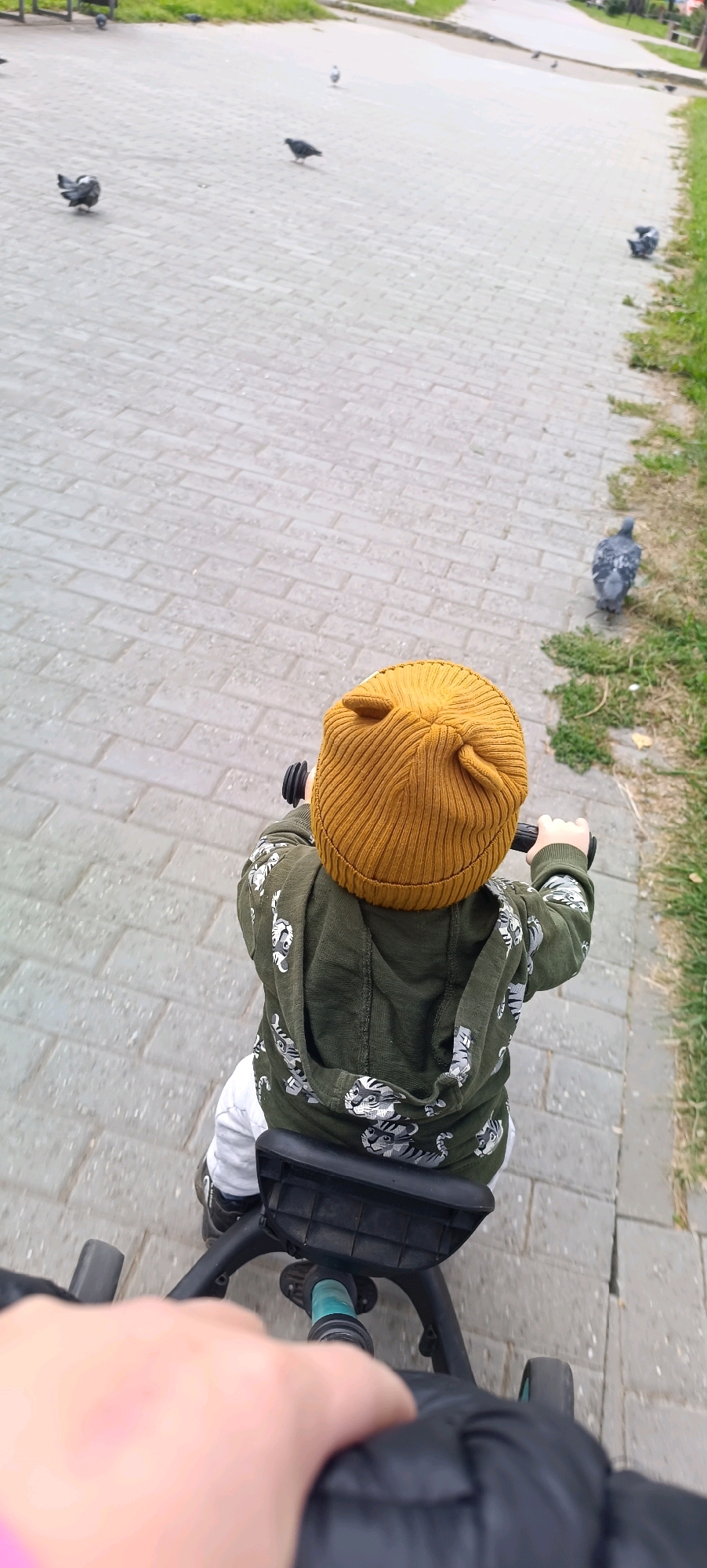 In the city of Chaikovsky, Russia, a young child wearing a yellow beanie with ear-like embellishments and a green hooded jacket adorned with tiger prints is seen from behind, riding a tricycle. The child's hands are on the handlebars. The tricycle has a black seat and frame, with a teal blue accent on the front wheel assembly. The child is on a paved walkway constructed of rectangular gray bricks, which shows signs of wear. To the right of the walkway, a strip of grass with some fallen leaves is visible. Several pigeons are scattered across the walkway and the grassy area. In the foreground, a hand, presumably an adult's, is holding onto the handle of what appears to be a stroller or another type of wheeled conveyance. The perspective is from someone following the child. The lighting suggests an overcast day.