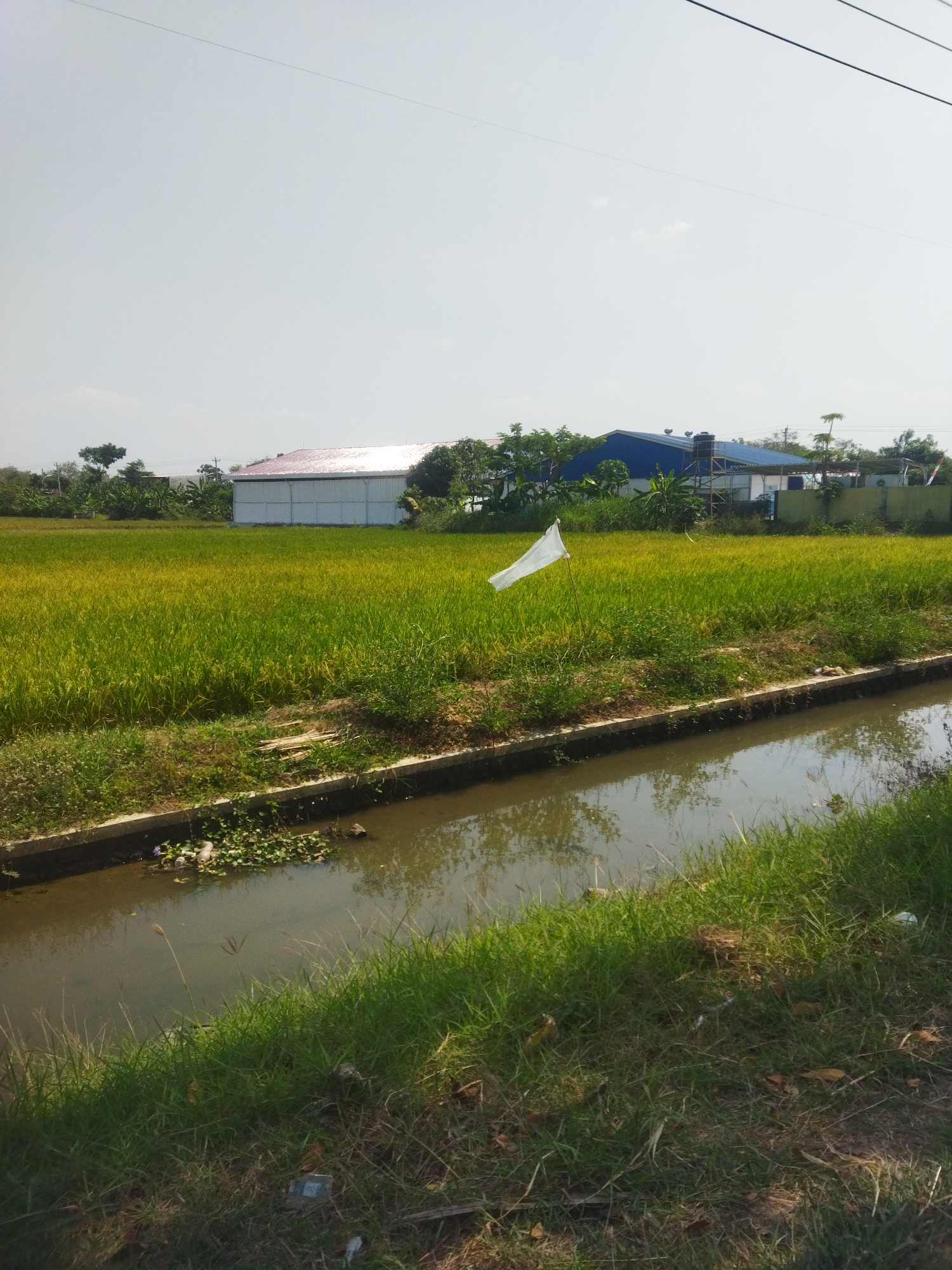 The image shows a rural scene in Bulukan, Indonesia, on a bright, clear day. In the foreground, a narrow, muddy canal runs horizontally across the frame, with lush green grass growing along its banks. Further back, a vast field of ripe, yellowing rice stretches towards the horizon, indicating it is nearing harvest time. A single white flag on a pole stands in the middle of the rice field. Beyond the rice paddies, several buildings are visible. To the left, a large, white industrial building with a reflective roof dominates the mid-ground. To the right of that, a blue-roofed building with a water tower and scaffolding is present. The background is filled with more greenery and a clear, pale blue sky, with power lines stretching across the upper part of the frame. The overall impression is one of agricultural land with some industrial development encroaching on the edges.