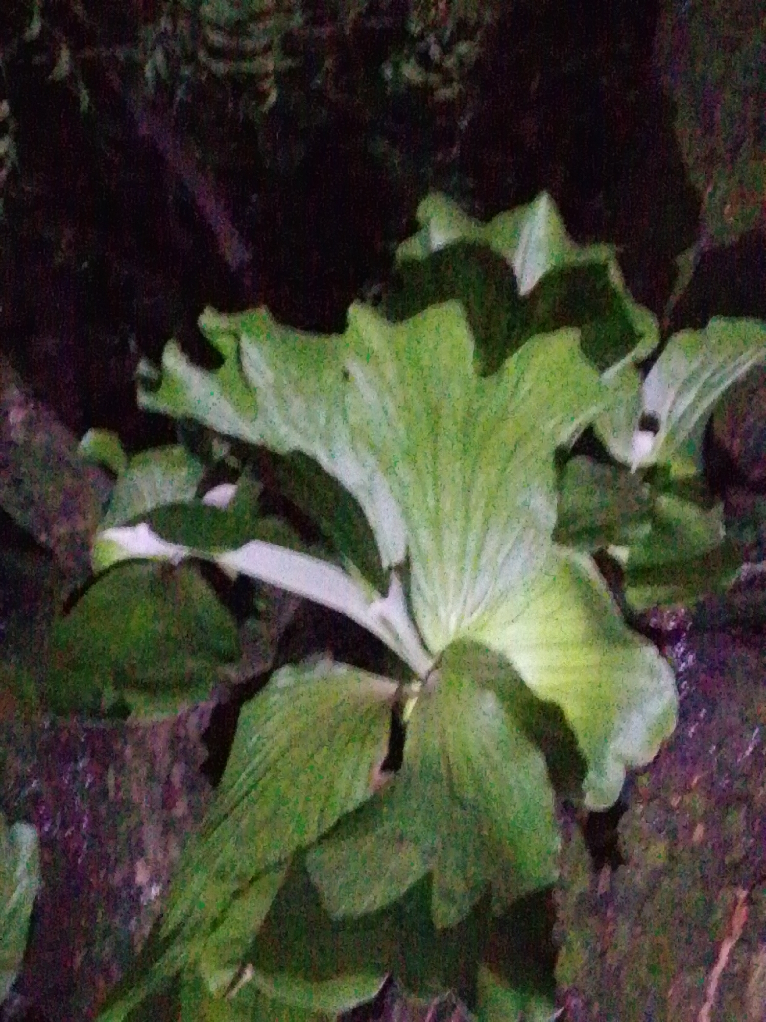 The image is a close-up shot of a large, light green plant with broad, wavy leaves. The plant appears to be growing outdoors, possibly in a garden or natural setting, as indicated by the dark, out-of-focus background which suggests foliage and possibly soil or rocks. The lighting is dim, casting shadows and giving the scene a slightly mysterious atmosphere. The plant's texture is visibly detailed, with prominent veins on the leaves. There are no people or any specific landmarks that would indicate a location within the city of Serti, Nigeria. The image solely focuses on the botanical subject.