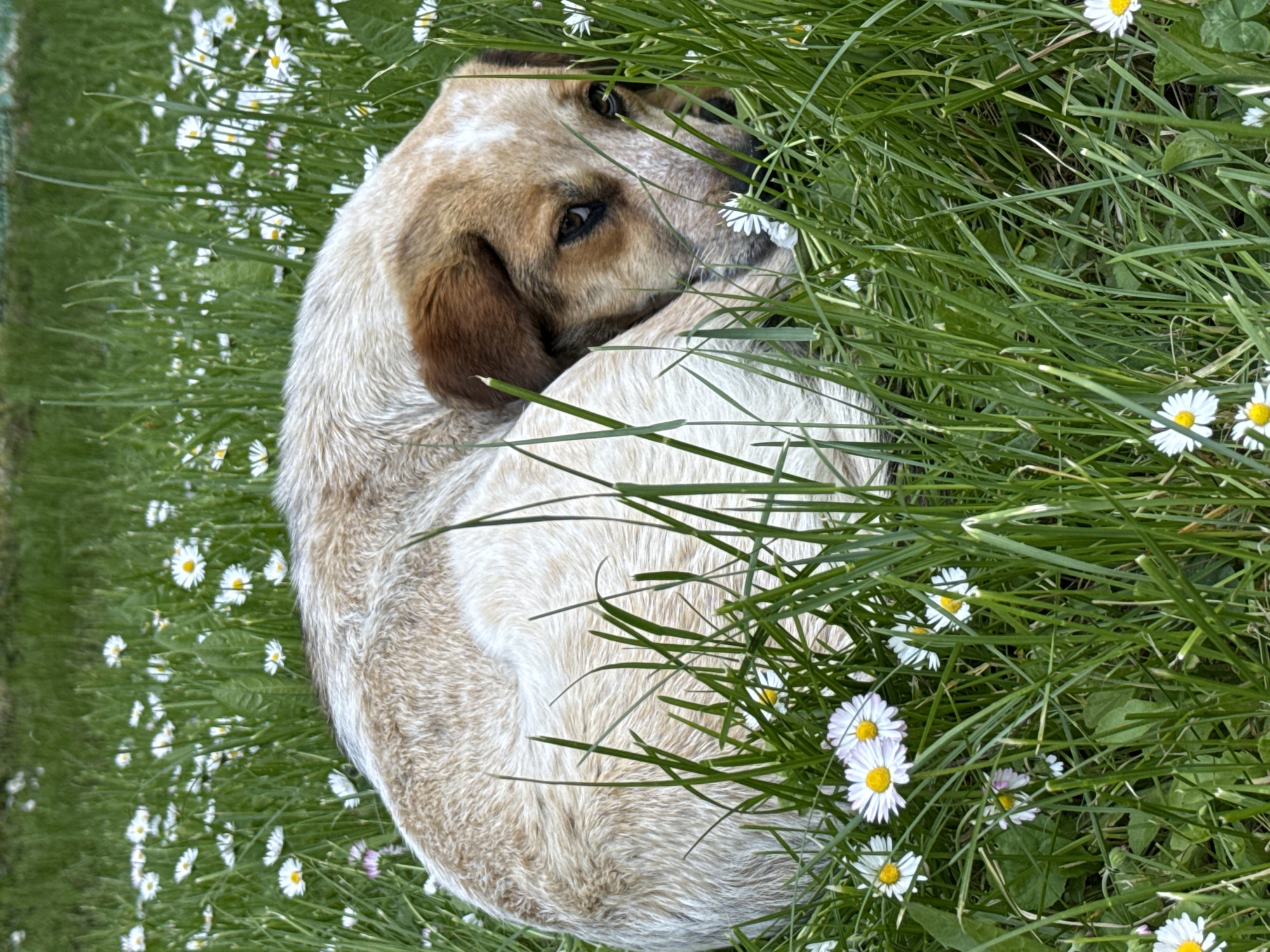 A dog is curled up in a grassy field with white daisies in Pleven, Bulgaria. The dog has tan and white fur and dark brown ears. The dog's head is near its tail, and it is looking towards the right of the frame. The grass is green and interspersed with small white daisies.