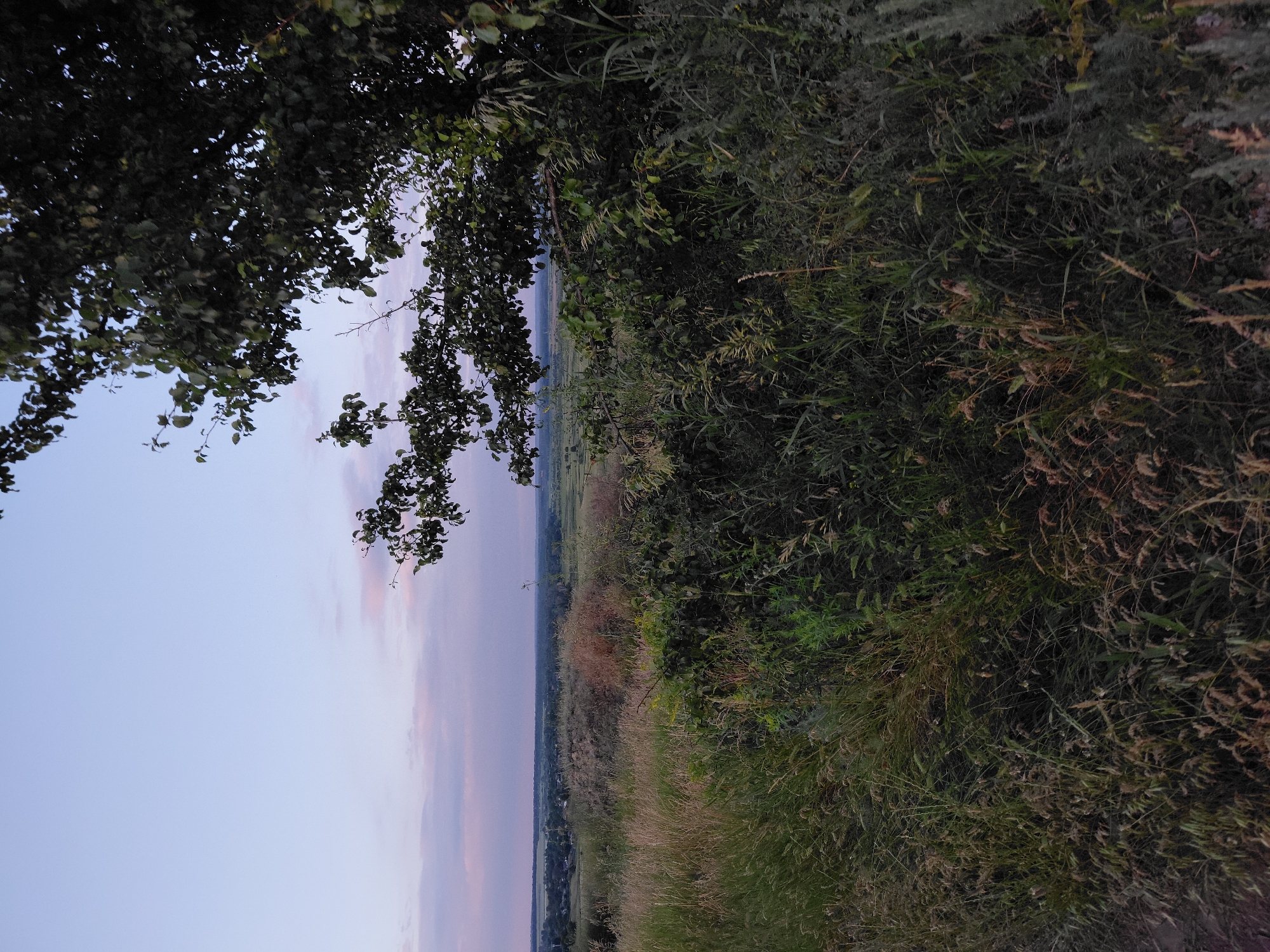 An outdoor, eye-level, full shot captures a scenic landscape at dusk. The sky is a soft gradient of pale blue, transitioning to subtle pink and lavender hues near the horizon. Wispy clouds drift across the upper half of the frame. In the foreground, the scene is dominated by tall, wild grasses and dense vegetation. To the right, a large tree with dark green leaves partially obscures the view. Beyond the immediate foreground, the terrain slopes down into a valley dotted with trees and what appears to be a small village. The background reveals a hazy, expansive landscape under the twilight sky. The image appears to be taken in an outdoor, rural setting.