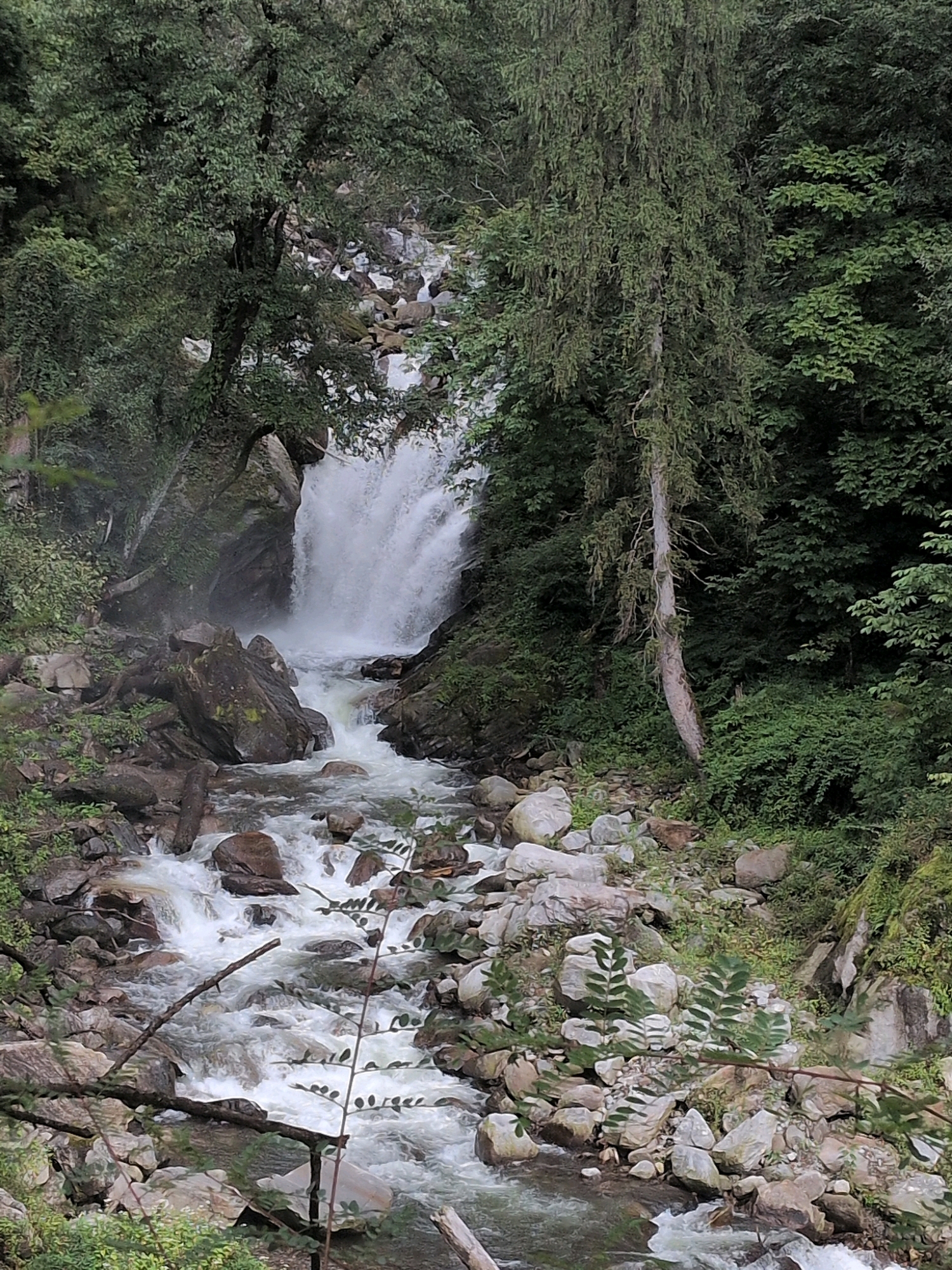 The image depicts a natural scene with a waterfall and a rocky stream in a forested environment. The waterfall is prominent in the upper middle of the frame, cascading down a rocky cliff face. The water is white and foamy, indicating a strong flow. Below the waterfall, the stream widens and meanders through a bed of grey and brown rocks of various sizes. Lush green trees and foliage surround the waterfall and stream, with dense vegetation covering the slopes. A tall, slender tree with a light-colored trunk and sparse, drooping branches stands out on the right side of the image, leaning slightly. The overall impression is one of a wild and pristine natural landscape. There are no people or man-made structures visible in the image. The scene is likely located in a mountainous or hilly region due to the terrain and vegetation. The prompt mentions the city of Dashal, India; if this image is indeed from Dashal, it would be consistent with the natural beauty found in such areas.