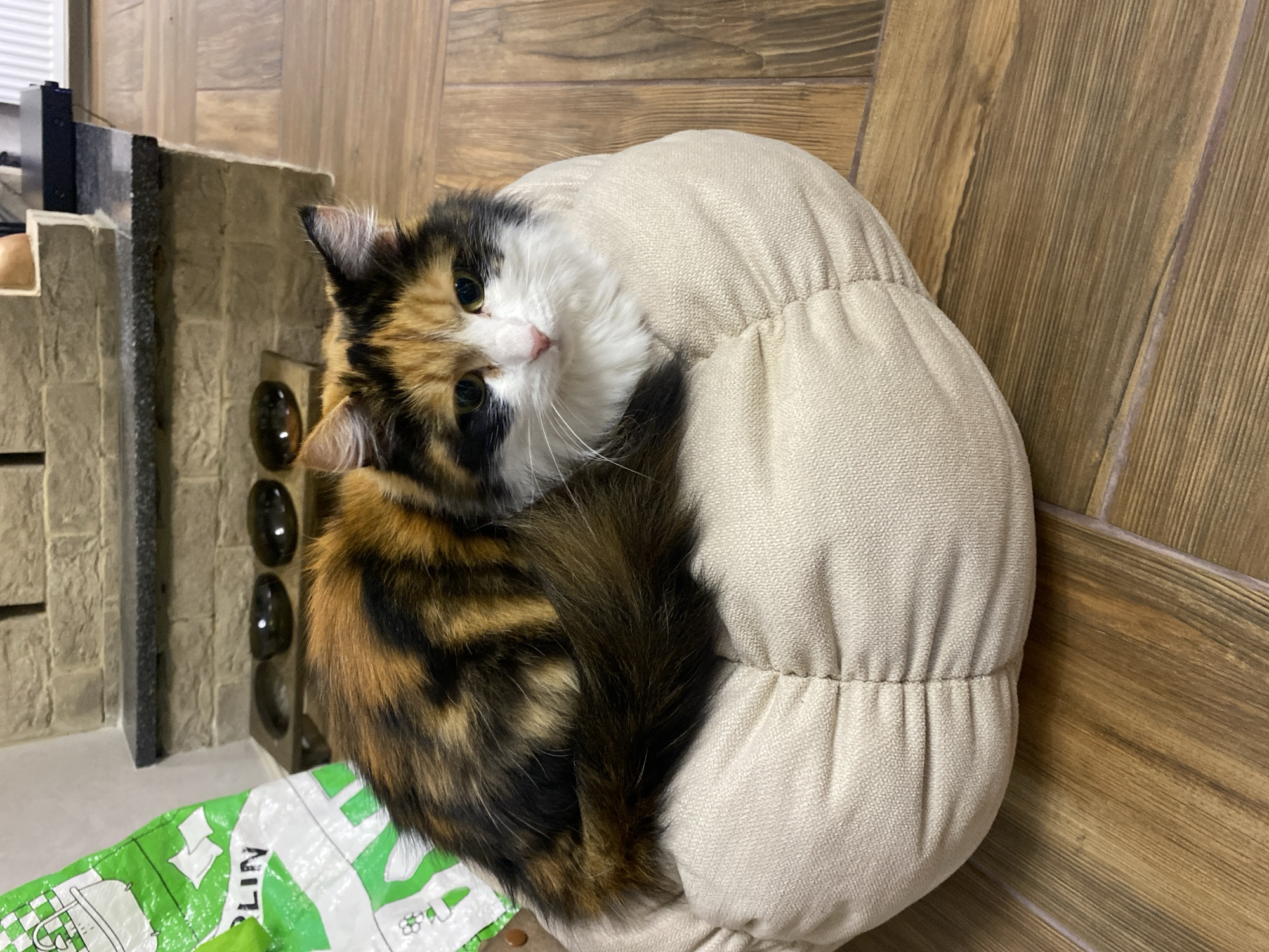 A calico cat with black, orange, and white fur is curled up on a round, beige cushion. The cat is looking at the camera with a slight tilt of its head. The cushion is on the floor, next to a vertical wooden-panelled wall. Behind the cat and to the left is a structure that appears to be a fireplace with some items on top. A green and white plastic bag is partially visible beneath the cat. The location is unspecified, and there is no mention of Chaykovsky, Russia in the image.