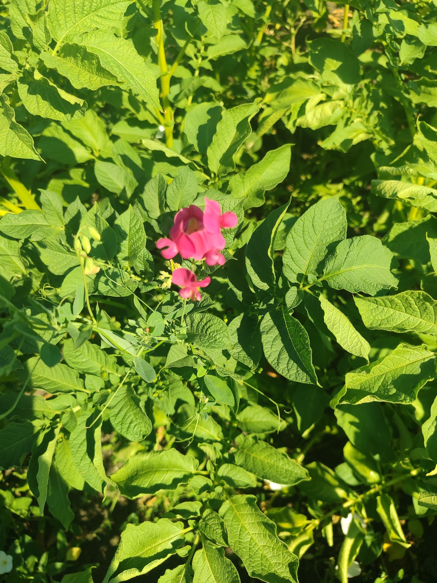 The image shows a close-up view of lush green foliage, with a few small, bright pink flowers blooming amongst the leaves. The leaves are large and textured, with some casting shadows, suggesting the presence of sunlight. In the background, the foliage continues, creating a dense, natural environment. There are no people visible in the image. The setting appears to be a garden or a natural area with plant life. The image quality is good, with clear details of the leaves and flowers. The location is described as Novosamarka, Ukraine, but this information cannot be verified from the image itself.