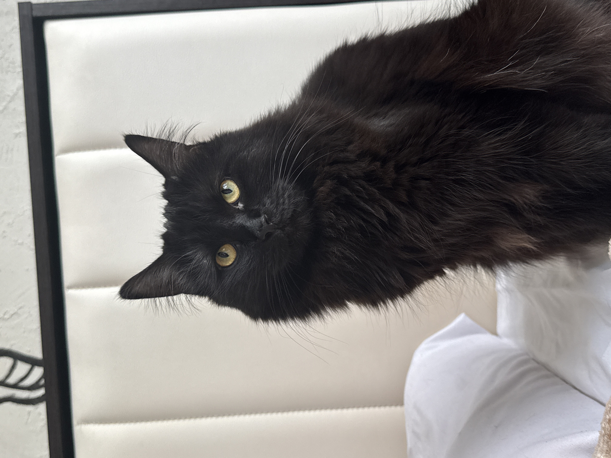 A captivating portrait of a fluffy, long-haired black cat with striking golden-yellow eyes looking directly at the camera. The cat's head is slightly tilted, and its gaze appears attentive and curious. Its luxurious fur shows subtle hints of brown undertones in places, especially around the body. Long, delicate whiskers, some white and some dark, extend from its muzzle, and prominent tufts of hair are visible on the tips of its ears.
The cat is positioned against a clean, white background that resembles a padded headboard or wall paneling with horizontal stitching or tufting. To the left, a dark, possibly metallic frame, perhaps part of a bed frame or furniture, is visible. On the right and bottom of the frame, soft white fabric, likely a pillow or blanket, adds to the cozy indoor setting. The image itself is notably rotated 90 degrees counter-clockwise from a standard upright orientation. The lighting is bright and even, highlighting the cat's features without harsh shadows. There is no visible text in the image. The scene is set indoors, with the location context being Rostov-on-Don, Russia.