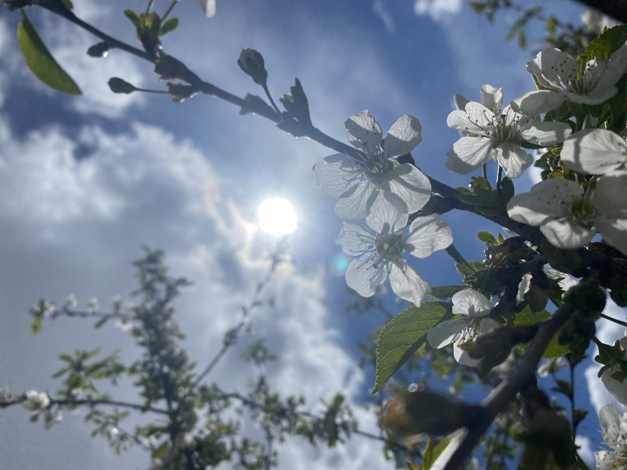 The image depicts a close-up view of a flowering tree branch against a bright blue sky with scattered clouds and the sun. The white blossoms are in focus, with some leaves and unopened buds visible. In the background, other tree branches with blossoms can be seen slightly out of focus. The location in the city of Фоки, Russia, is not directly discernible from the image.