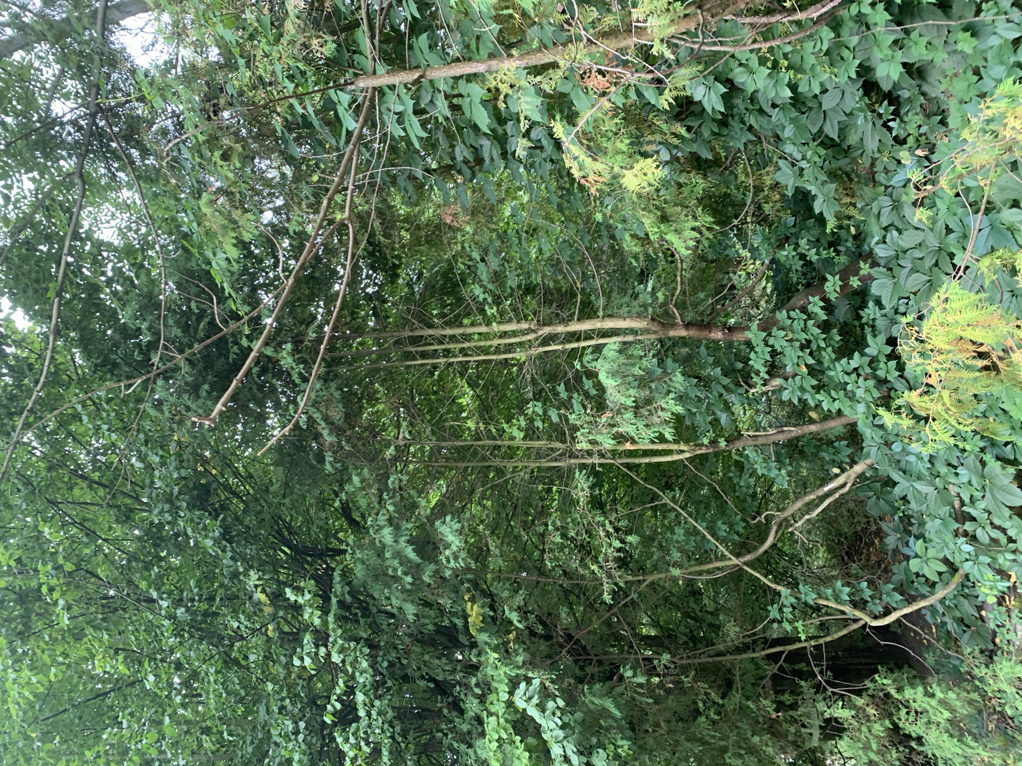 The image depicts a dense, naturalistic scene dominated by various types of trees and undergrowth. The foliage is predominantly shades of green, with some lighter green and yellowing leaves visible, suggesting a temperate climate and possibly late summer or early autumn. The trees appear to be a mix of deciduous and coniferous types, with varying textures of leaves and needles. Some branches are bare, while others are heavily laden with leaves and smaller branches. The ground is covered with a thick layer of green plants, likely ground cover or smaller shrubs. The overall impression is one of a wild or semi-wild area, possibly a park, forest edge, or overgrown garden.
There are no people or animals visible in the image. The lighting suggests an overcast day or a shaded area, as there are no harsh shadows. The perspective is from ground level, looking upwards into the canopy of trees and the surrounding vegetation.
There is no specific information within the image that can definitively place this scene in the city of Lviv, Ukraine. The environment depicted is common to many temperate forested or overgrown areas worldwide.