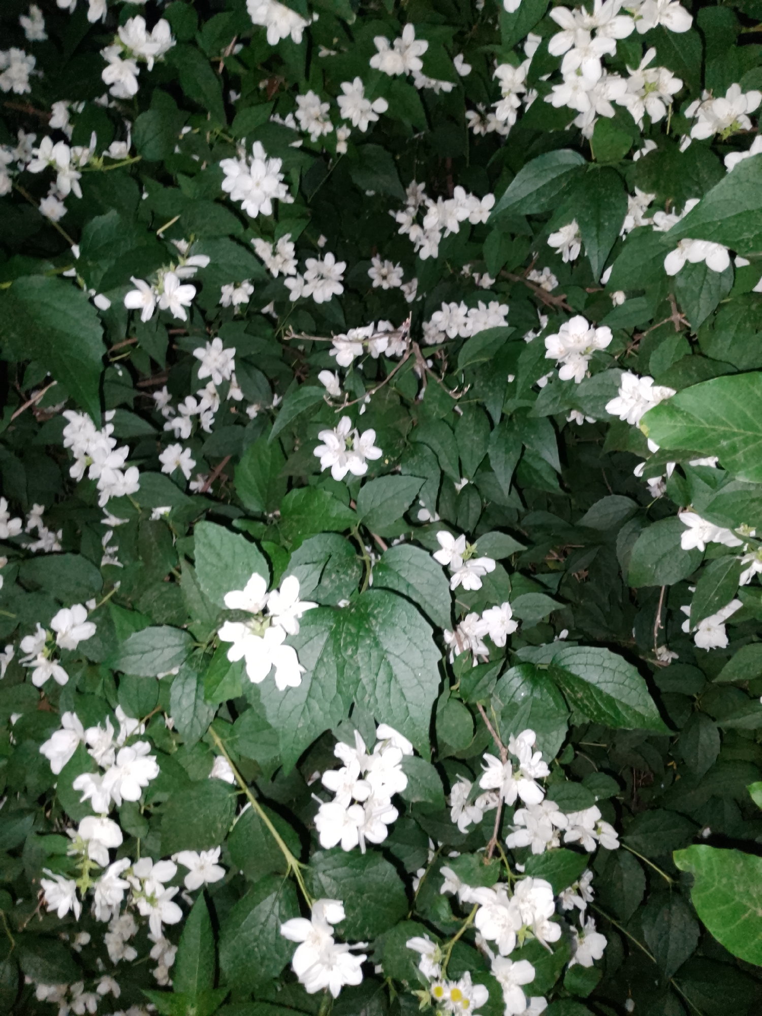The image is a close-up shot of a bush with many small white flowers and dark green leaves. The flowers are clustered together in some areas and scattered throughout the bush. The lighting suggests it might be evening or nighttime, with some areas of shadow. There are no people or animals visible in the image. The background is filled with more foliage. The location is Unknown, Unknown.