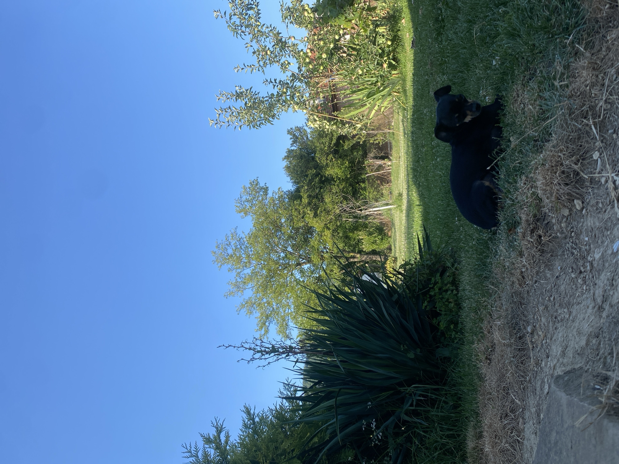 A small, black and tan dog is lying on a grassy lawn in a backyard on a sunny day. The dog is facing to the right, with its head down. In the background, there are several trees and a fence. An apple tree with green apples is visible to the right. The sky is clear and blue. The location is the city of Hirevo, Bulgaria.