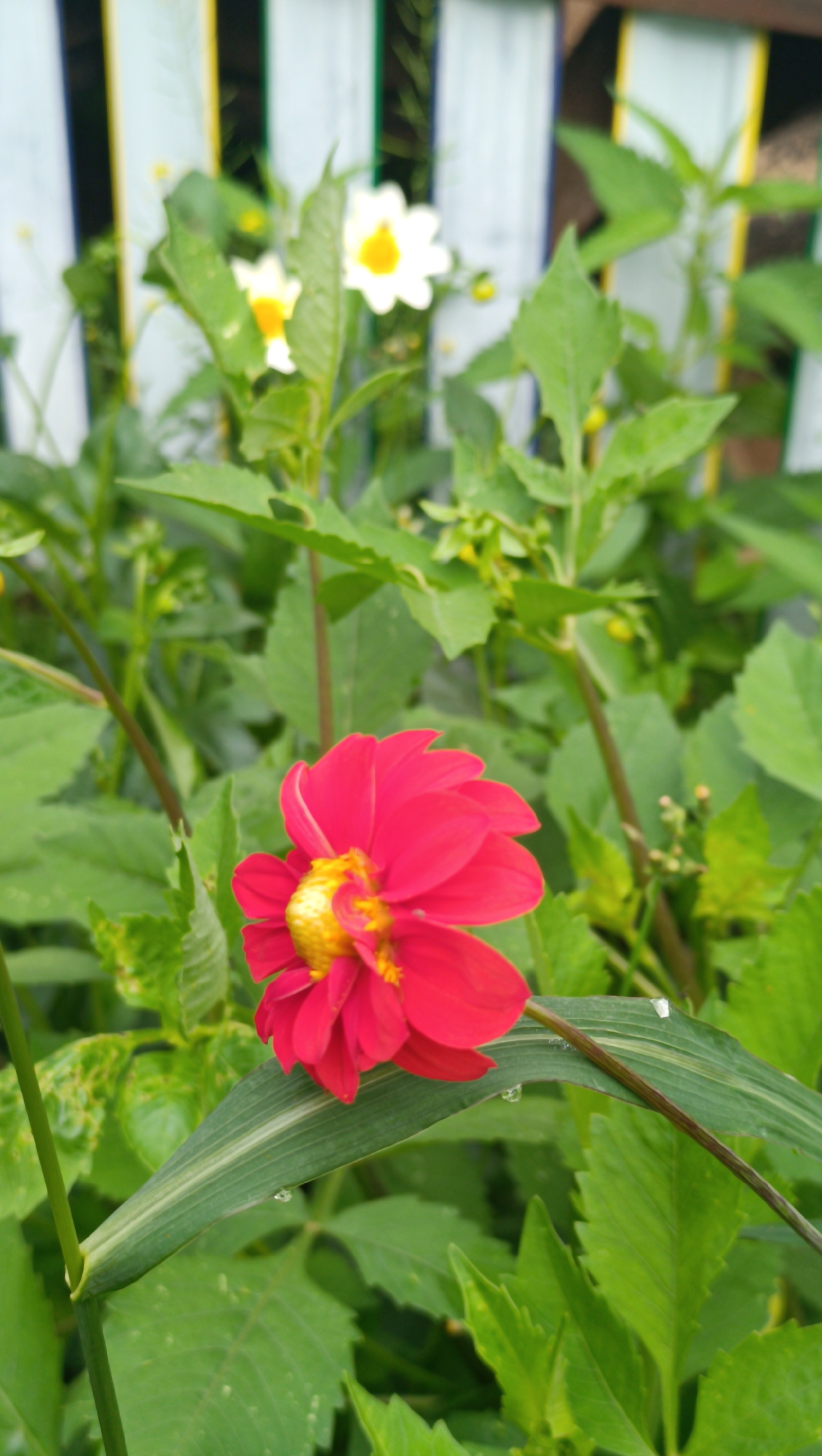 A close-up, slightly angled shot captures a vibrant red dahlia in full bloom, its petals unfurling around a bright yellow center. The flower is positioned in the lower right quadrant of the frame, with its stem extending diagonally across the image and disappearing towards the bottom left. A long, green leaf with subtle white stripes runs horizontally in the foreground, partially obscuring the dahlia. The background is a blur of lush green foliage, with hints of white and yellow flowers visible further back. A section of a white picket fence, streaked with thin vertical lines of yellow and green, is also discernible in the upper background. The overall impression is one of a thriving garden, possibly located in the city of Karsha, Russia, given the context provided. The image is likely taken outdoors in natural light, with the depth of field blurring the background to emphasize the sharpness of the foregrounded dahlia.