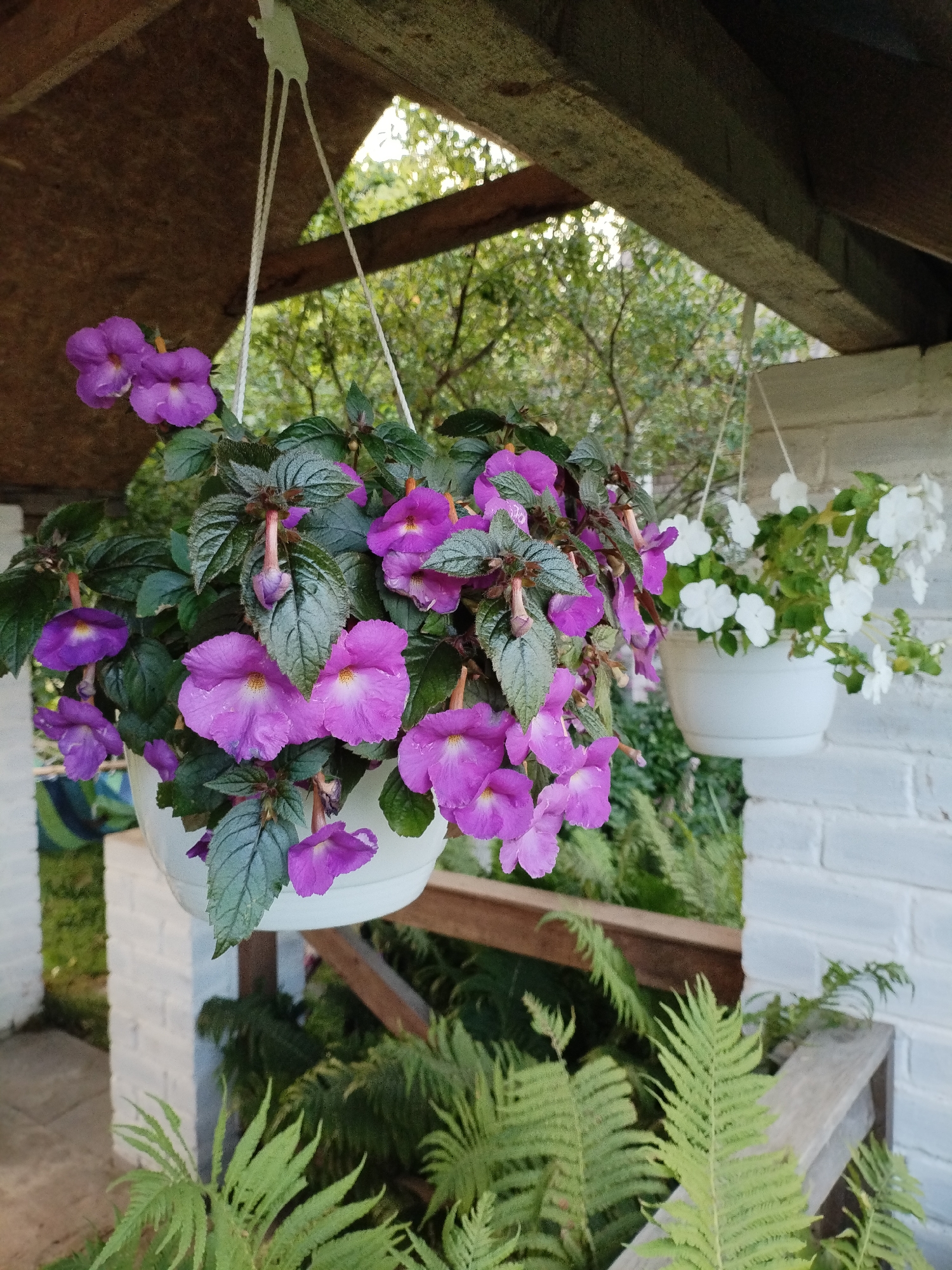 A medium shot captures a close-up of a hanging pot filled with vibrant purple flowers. The flowers, with their delicate, ruffled petals and yellow centers, cascade downwards, interspersed with lush, dark green foliage. The pot itself is a simple white planter, suspended by white cords from a rustic, wooden-slatted roof structure. To the right, another white hanging pot overflows with white flowers, creating a pleasing contrast in color and bloom type. The background reveals a white brick wall and the soft, out-of-focus greenery of trees and ferns, suggesting an outdoor setting, possibly a porch or garden area in Bialynichy, Belarus. The lighting appears to be natural daylight, with sunlight filtering through the leaves and illuminating the scene. There are no people visible in the image. The overall impression is one of a serene and decorative garden display.