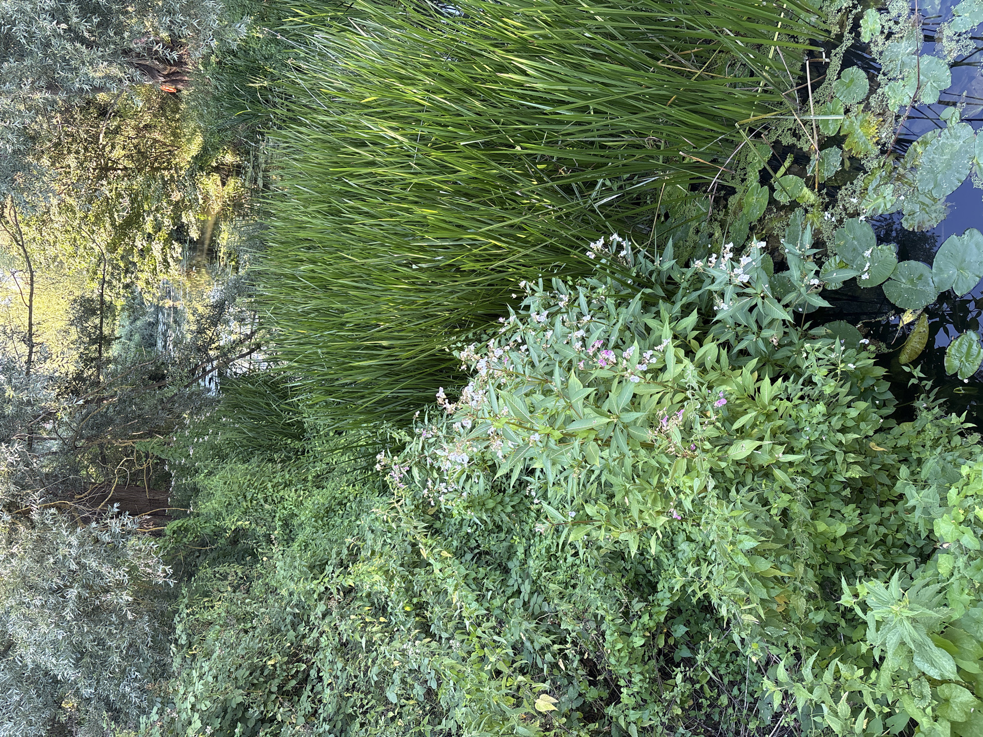 The image depicts a lush, overgrown waterside scene. In the foreground, a dense carpet of green vegetation, including ferns, nettles, and flowering plants with small white and pink blossoms, spills towards the water. Tall, reedy plants stand sentinel to the right, their slender green stalks reaching upwards. The dark water of a pond or slow-moving stream is visible beneath lily pads and floating greenery. Reflections of trees and sky are present on the water's surface. In the background, the scene is framed by a canopy of mature trees with silvery-green foliage, suggesting a natural or semi-natural environment. There are no people or animals visible in the frame. The overall impression is one of untamed nature. This scene could be found in a less manicured area within Chelmsford, such as a park with a pond or a section of the River Chelmer, possibly in a nature reserve like the Great Flatford Mill, although the latter is not in Chelmsford.
