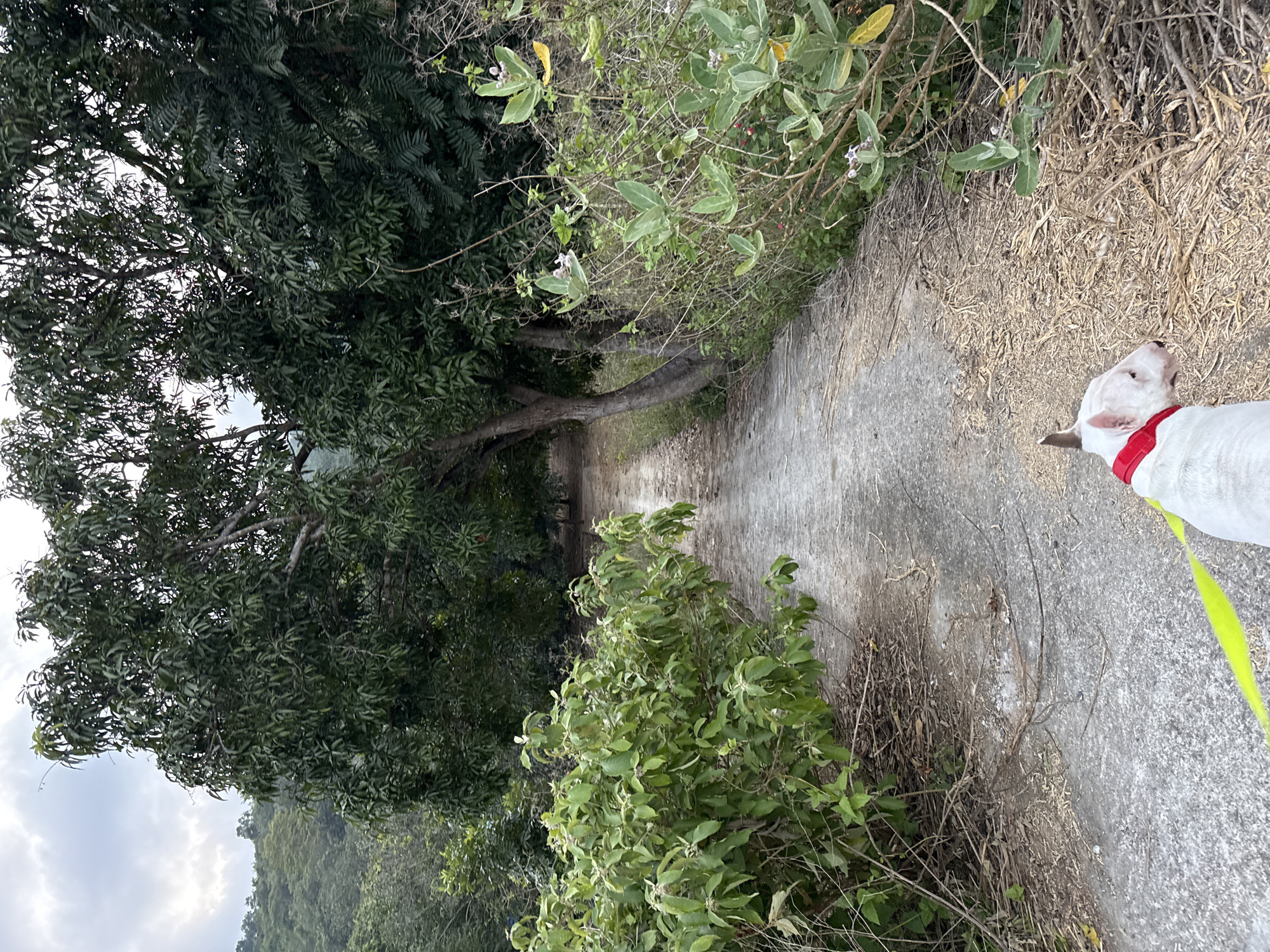 A dog on a leash walks on a concrete path within the Bac Natural Heritage Area Trang, Vietnam. The path is bordered by dense vegetation including trees and bushes. The sky is overcast.