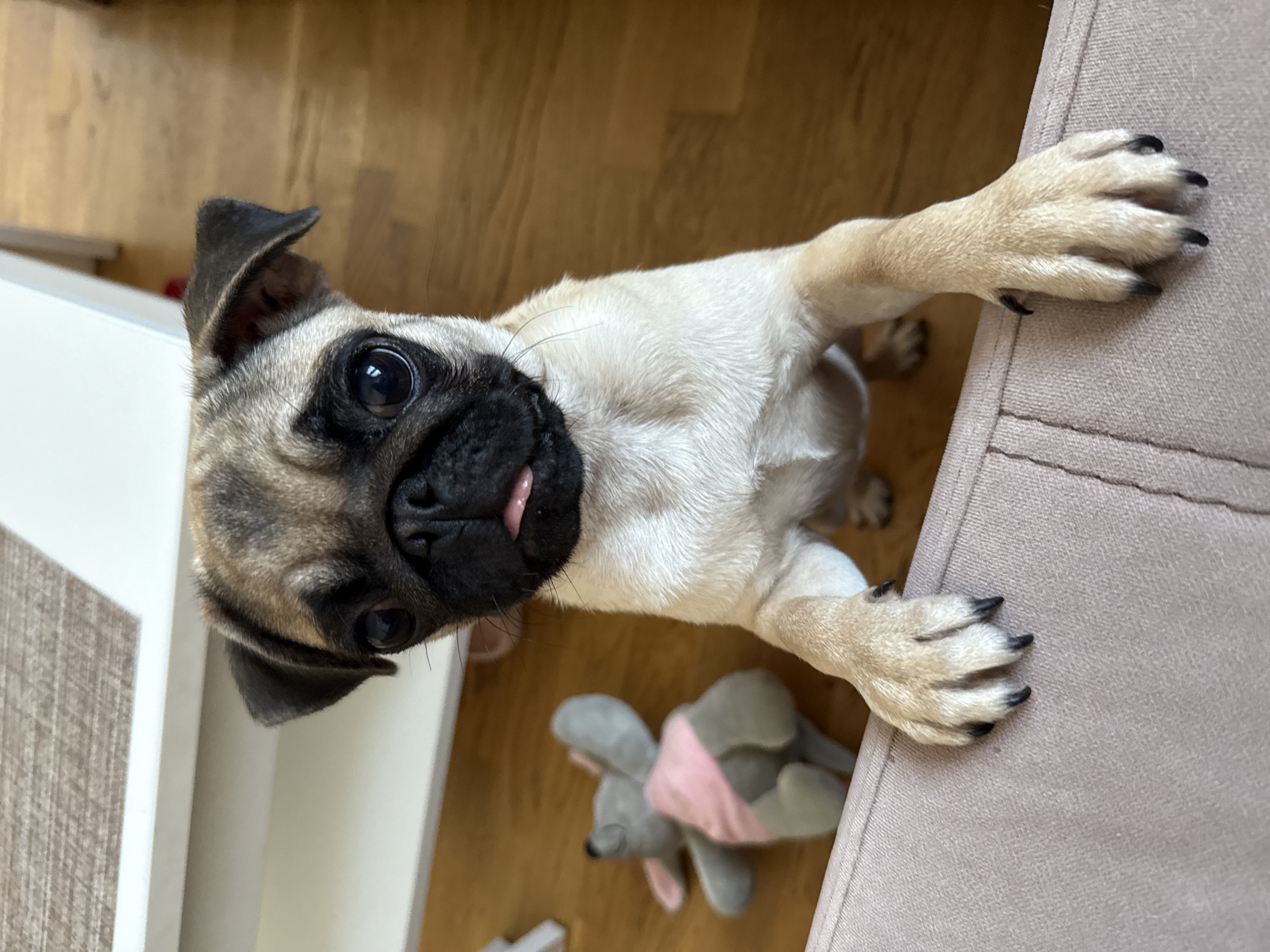 A fawn-colored pug puppy stands on its hind legs, resting its front paws on the edge of a pinkish-beige upholstered surface. The puppy's face is turned towards the camera, with dark eyes and a small pink tongue sticking out from its mouth. Its ears are partially visible, with one slightly folded. In the background, a plush toy mouse wearing a pink vest lies on a wooden floor. A white piece of furniture with a textured surface is visible in the upper portion of the image. The environment appears to be indoors.