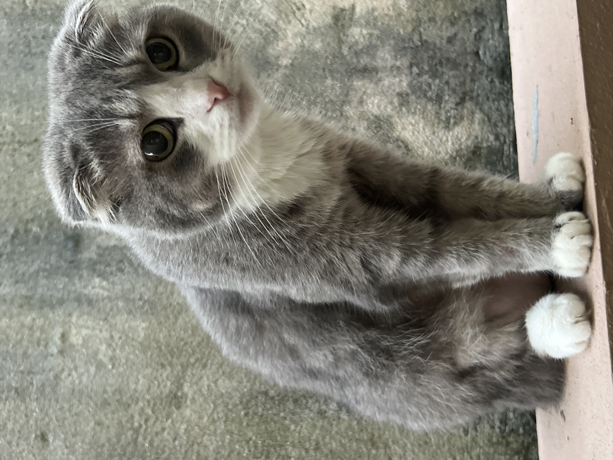 A grey and white Scottish Fold cat sits facing the camera on a reddish-brown ledge, with a textured, pale grey wall in the background. The cat has large, round, yellow-green eyes, pink nose and inner ears, and folded ear tips. Its fur is short to medium length, with grey tabby markings on its head and body, and white fur on its chest, chin, paws, and muzzle. The cat's paws are white and fluffy. The background wall appears weathered and shows some discoloration. The lighting suggests an outdoor setting, possibly in the shade. The image was captured in Choeng Thale, Thailand.