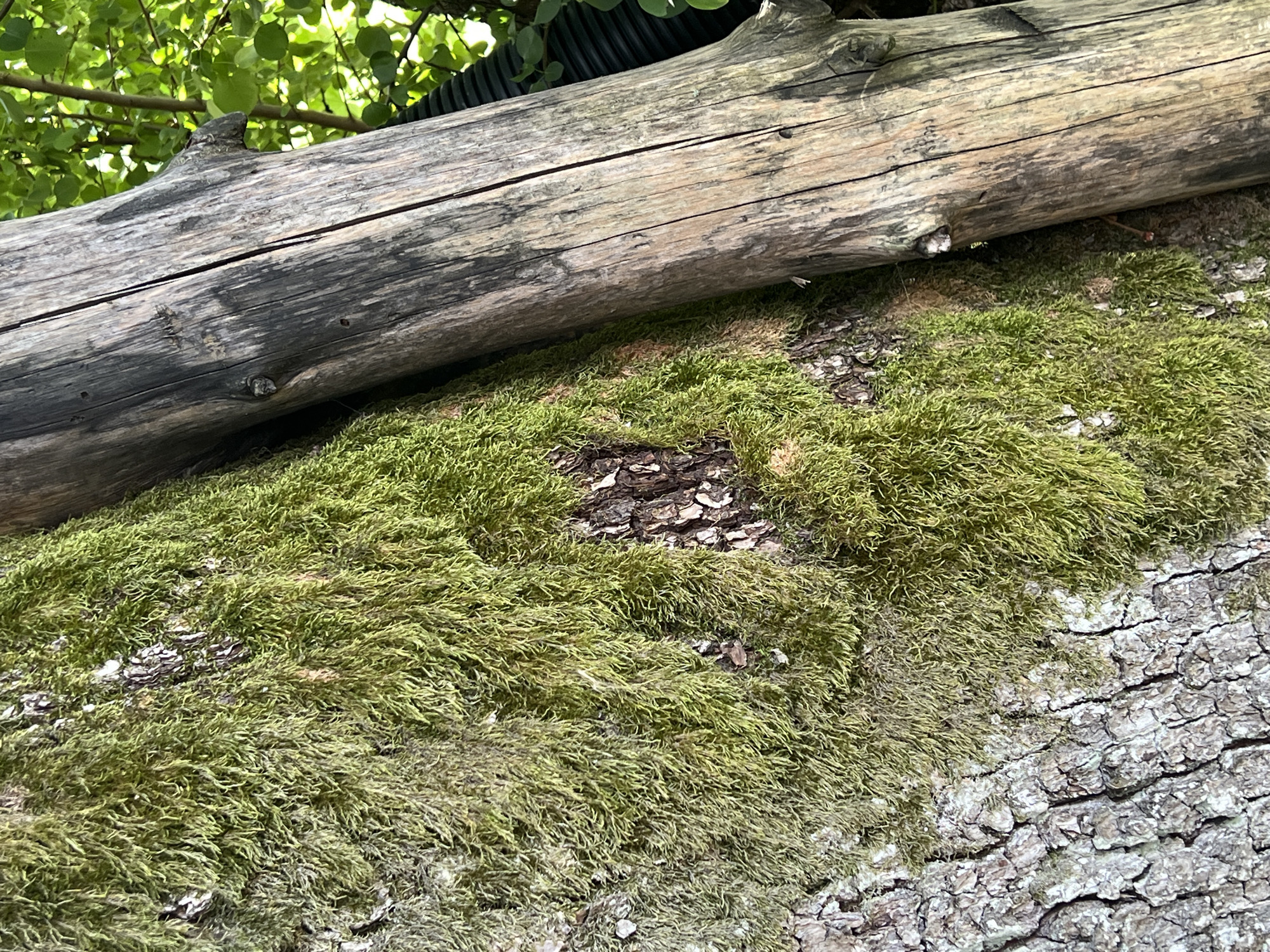 The image shows a close-up view of two tree trunks in Daulėnai, Lithuania. The left trunk is covered in lush green moss and has rough, grey bark. To its right, a second, older tree trunk is visible, weathered and grey with visible grain and a prominent vertical crack. In the background, green foliage and a black corrugated pipe are partially visible. The lighting suggests it is daytime with dappled sunlight.