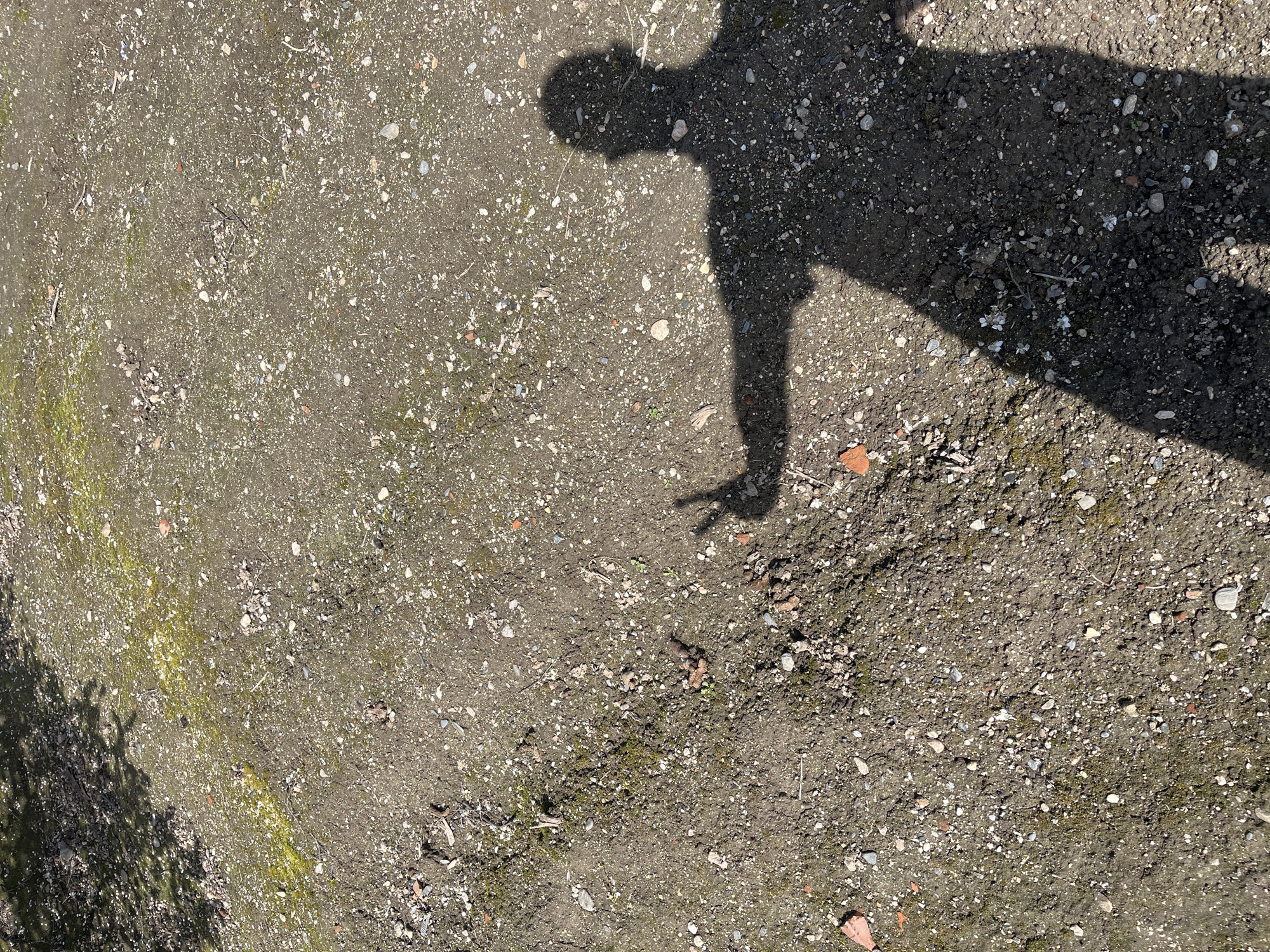 The scene depicts an outdoor, unpaved area in Razhevo Konare, Bulgaria, under direct sunlight. The ground surface consists of compacted earth, small gravel, pebbles, and scattered fragments of reddish-brown material, possibly broken brick. Patches of green moss or low-lying vegetation are intermittently present. A distinct, dark human shadow is cast across the lower right quadrant of the frame. The shadow displays the upper torso, head, and an extended left arm of an individual. The left hand's shadow shows the index and middle fingers raised in a V-shape, consistent with a peace or victory gesture. Other shadows from unseen foliage are visible in the upper left corner.