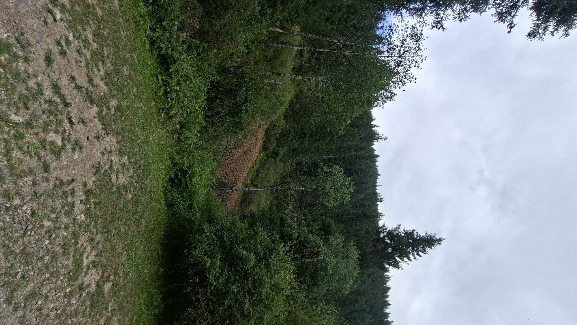 An outdoor, vertical, medium shot depicts a heavily forested hillside under a cloudy sky. In the foreground, a rough path made of dirt and scattered stones leads towards the treeline. The path is partially covered with short, green grass. The middle ground features a dense growth of various trees and shrubs, with a distinct patch of reddish-brown, rocky soil exposed on the hillside. This barren patch interrupts the green foliage, creating a stark contrast. The background is dominated by a thick, dark green forest that extends up to the horizon. Several tall, thin birch trees with white bark are visible in the mid-left of the image, interspersed with the darker evergreen trees. The overall impression is one of a natural, possibly remote, wooded area. There are no people or animals visible in the image, and no specific landmarks are identifiable to suggest a location within Batan, Kazakhstan.
