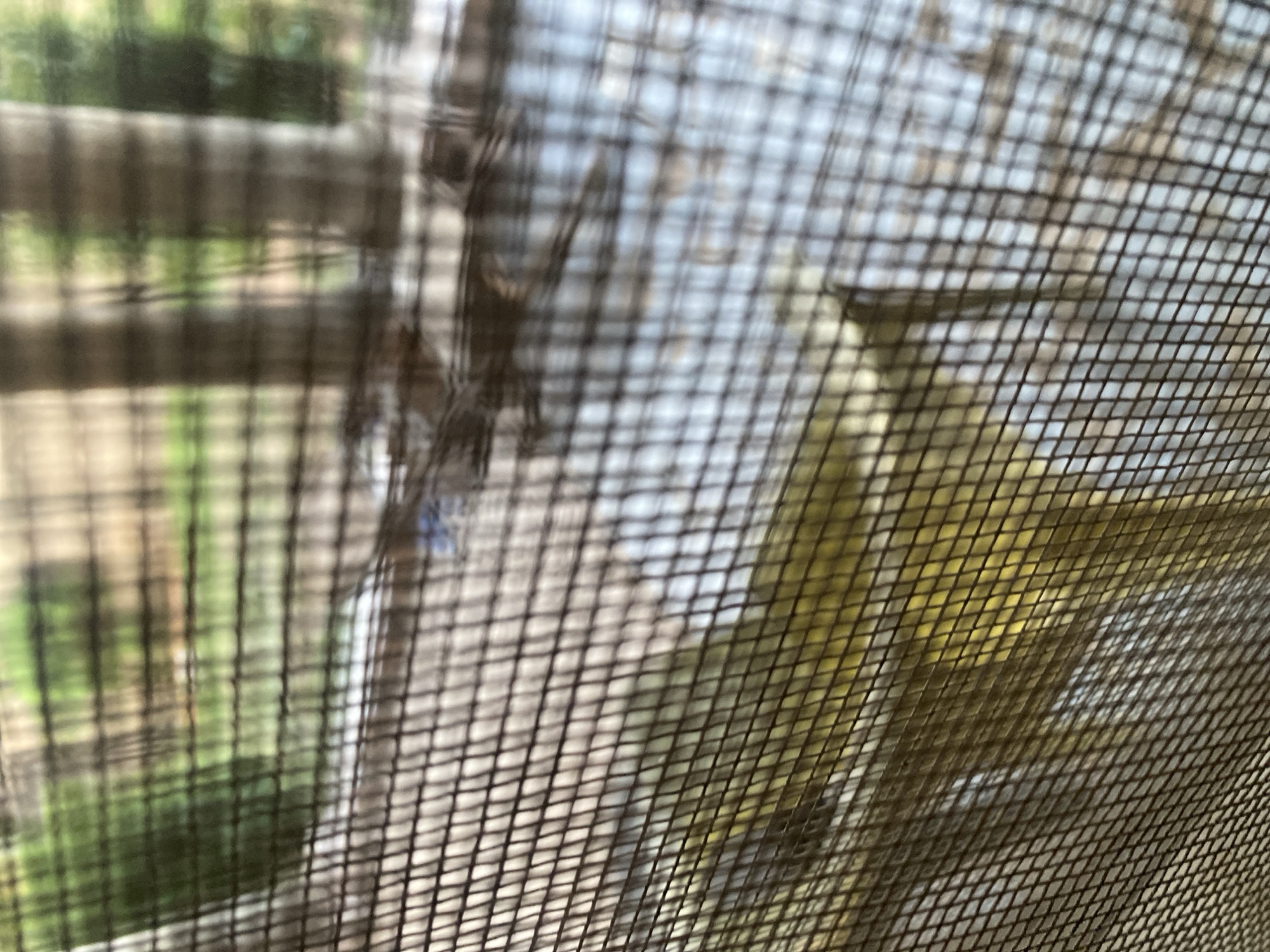The image shows a close-up view of a window screen, with a blurred outdoor scene visible through it. The screen has a fine mesh pattern of dark horizontal and vertical lines. Through the screen, one can discern blurry shapes and colors suggesting trees and possibly a building or other structures in the background, with green and brown hues dominating. The foreground is also obscured by the screen's mesh, but some lighter, possibly yellowish, shapes are visible, suggesting an object or person on the other side of the window. The lighting appears to be natural daylight, creating a soft, diffused effect on the scene. The location in the city of Jauro Yinu, Nigeria, is not discernible from the visual information presented in the image.