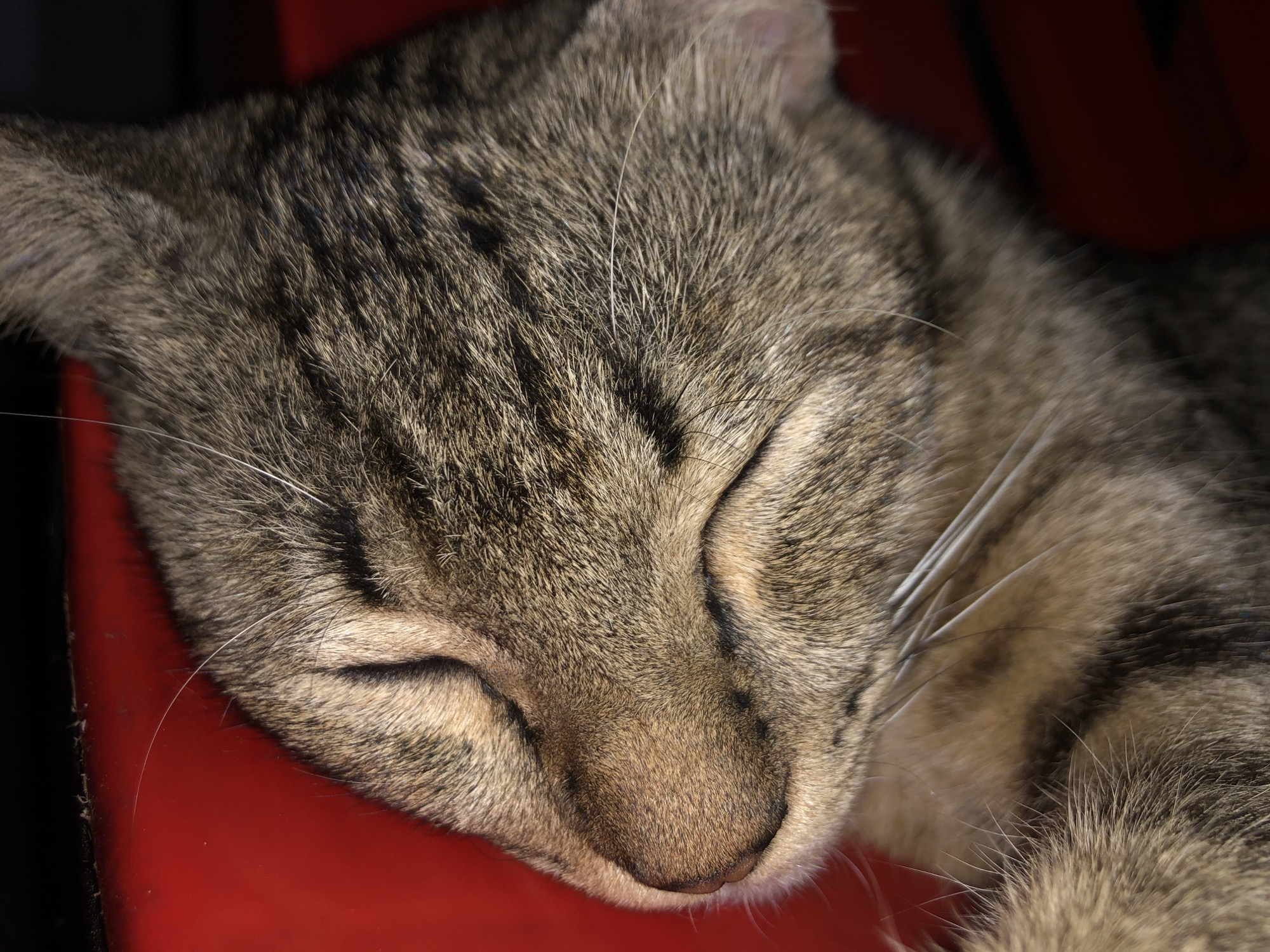 A close-up, eye-level shot shows a tabby cat sleeping on a red surface. The cat's eyes are closed, and its face is relaxed. Its fur is a mix of brown, black, and gray stripes. The cat's whiskers are visible, some extending onto the red surface. The background is dark and out of focus.
