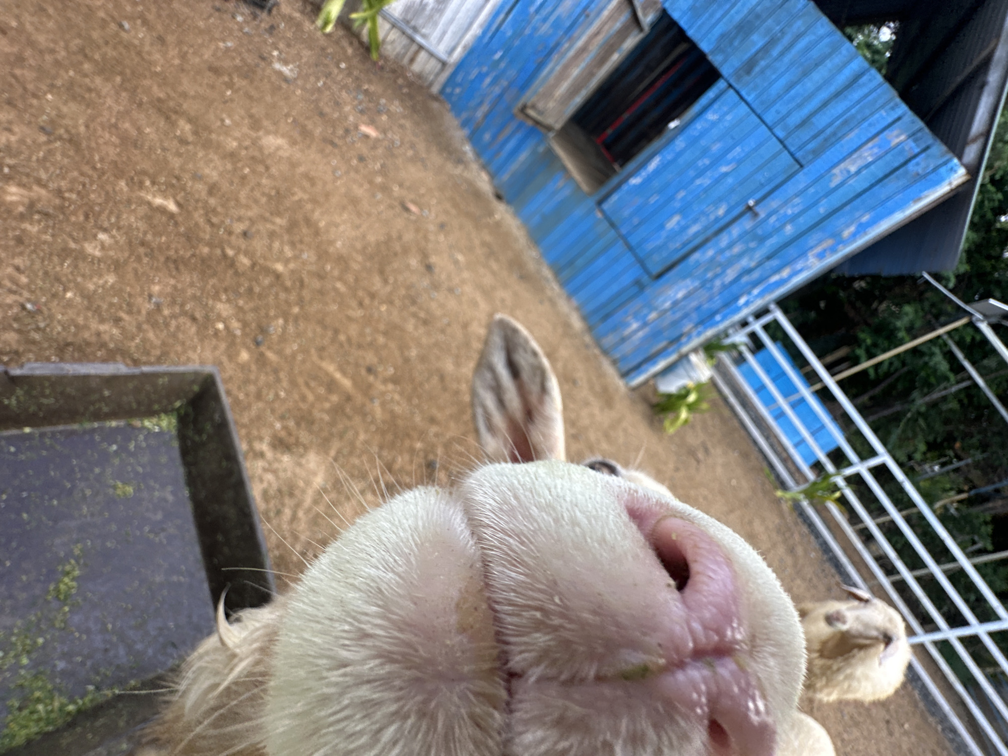 The image shows a close-up of a sheep's nose and mouth, with its head angled towards the camera. In the background, a blue wooden structure with a window is visible to the left, and a white fence with a second sheep behind it is to the right. The ground is covered in dirt and pebbles. The scene appears to be an outdoor enclosure, possibly a farm or petting zoo. The setting is consistent with the environment found in rural or semi-rural areas around Da Nang, Vietnam, where agricultural activities and animal husbandry are common.