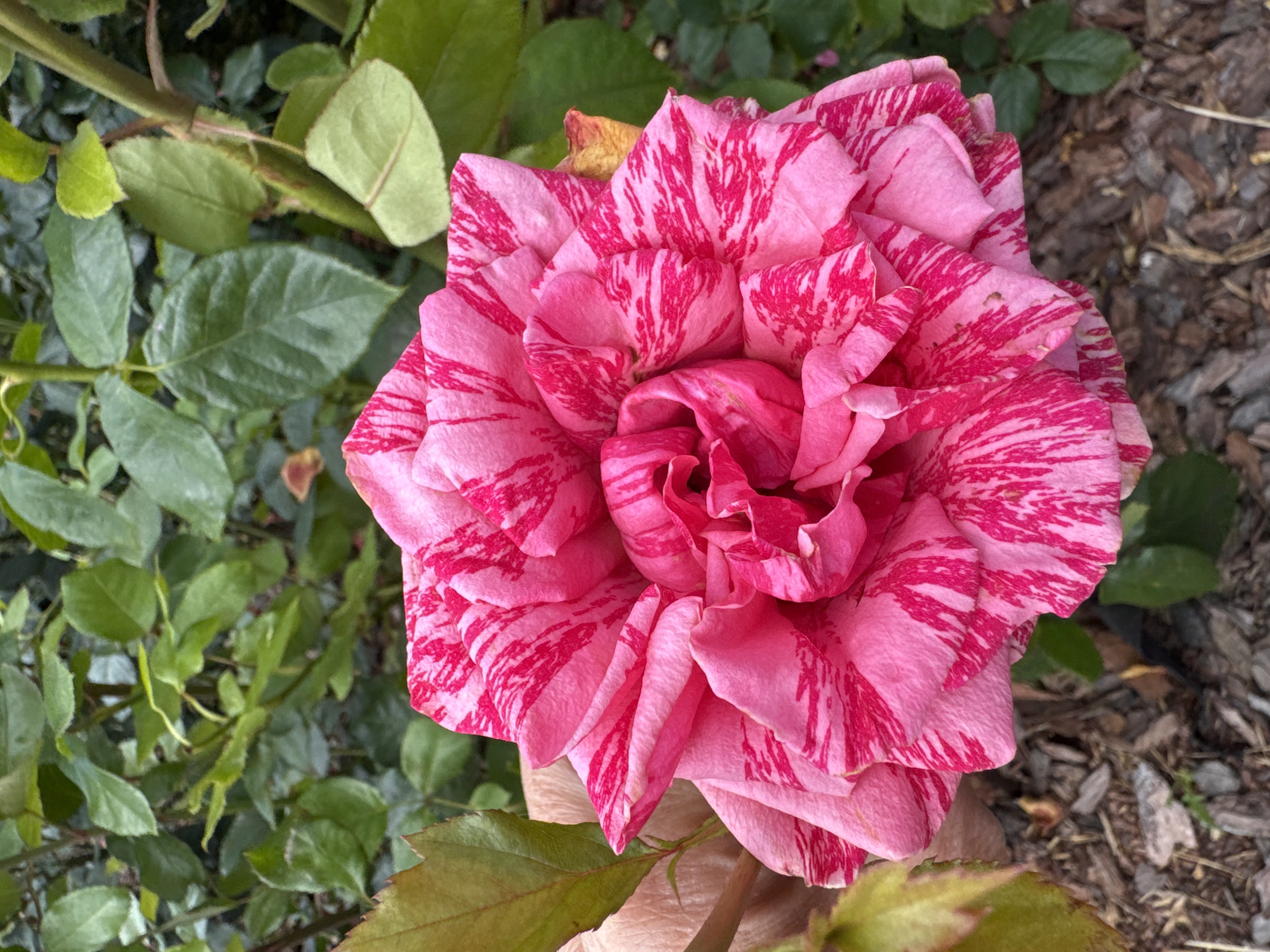 The image shows a close-up of a pink and white striped rose. The rose has many petals, tightly furled in the center, with some outer petals beginning to unfurl. The rose is held in a hand, part of which is visible on the left side of the frame. The background consists of green foliage and some mulch on the ground. There is no indication of the location being Saint Petersburg, Russia; this is a general outdoor scene.