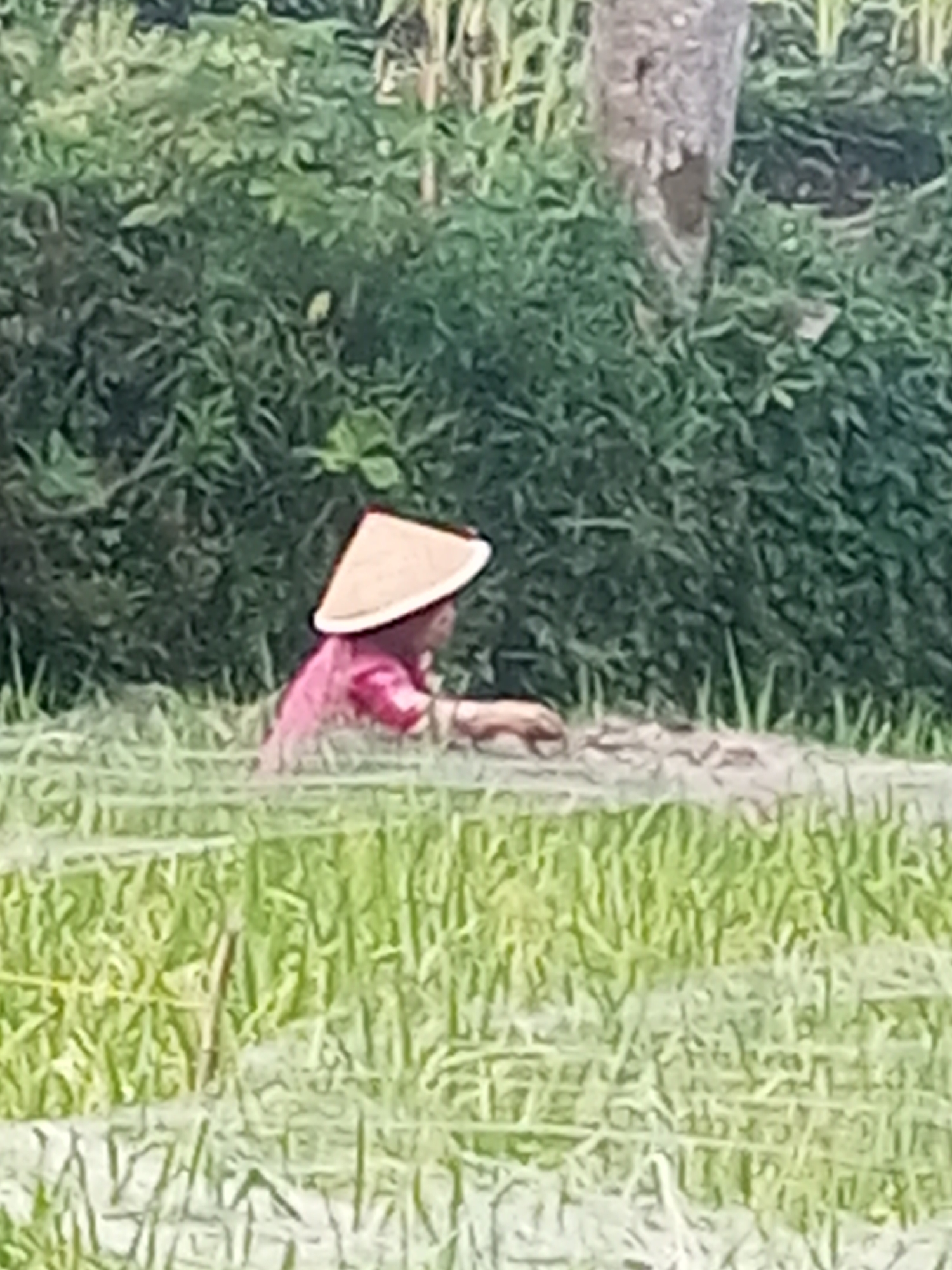 A person wearing a conical hat and a pink shirt is working in a flooded rice field. The person is partially submerged in water, with only their head and upper torso visible. The rice field is lush and green, with tall stalks of rice growing in the water. In the background, there is a dense green foliage and a tree trunk. The scene appears to be in a rural area, likely a rice paddy in Krasak, Indonesia, given the typical attire and environment for rice cultivation in the region.