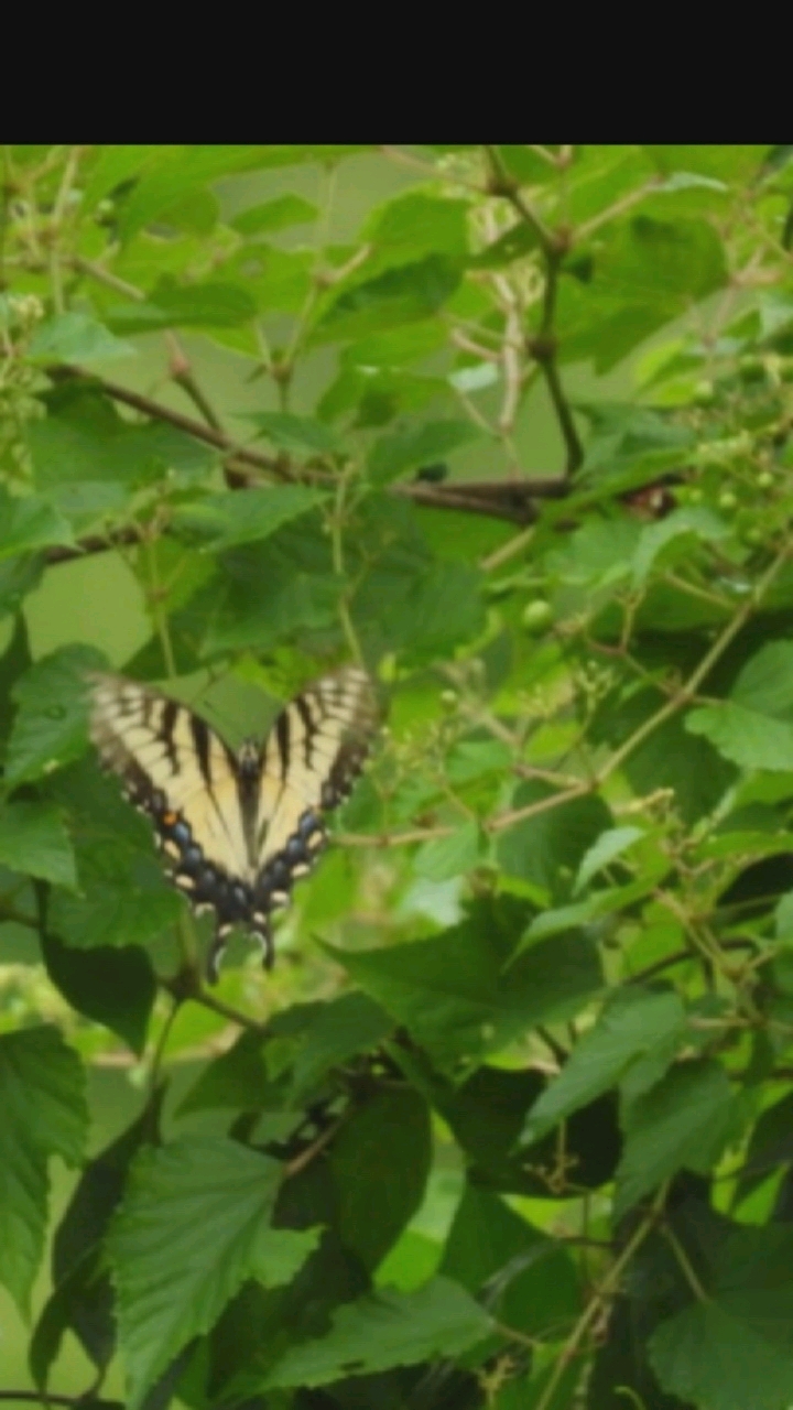 A tiger swallowtail butterfly with black and yellow stripes is perched on a branch among green leaves. The butterfly's wings are spread open, revealing intricate patterns of black veins and yellow bands, with a blue and orange iridescent spot on each hindwing. The surrounding foliage is lush and verdant, with some small, unidentifiable green buds or berries visible on thinner branches. The image is taken in a natural outdoor setting, likely a garden or park, in Hongkou District, China.
