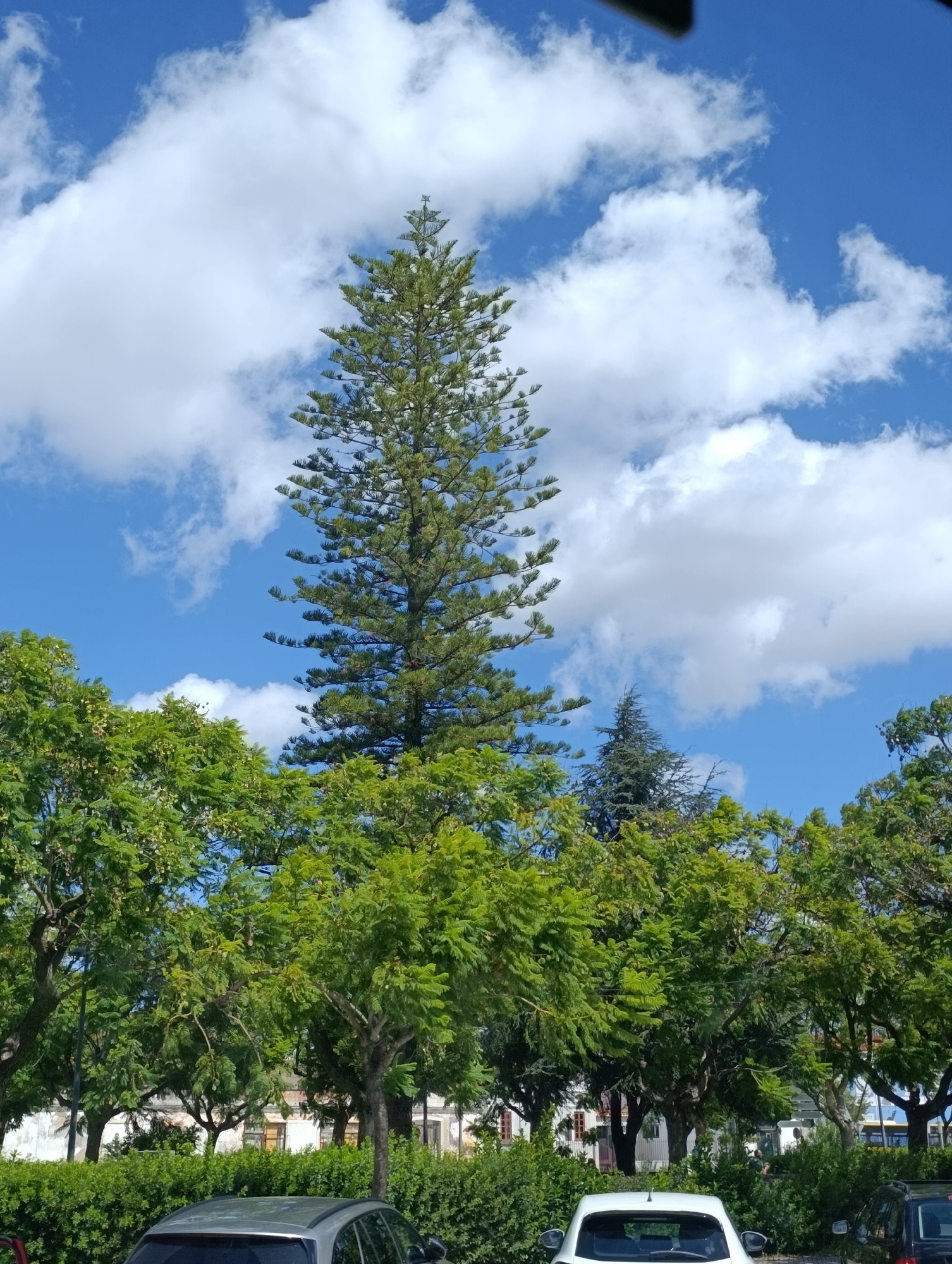 The image captures a bright, sunny day in Setúbal, Portugal, with a clear blue sky dotted with fluffy white clouds. Dominating the center of the frame is a tall, majestic pine tree, its branches reaching upwards. In the foreground, a line of lush green trees forms a verdant canopy, partially obscuring buildings in the background. The lower portion of the image shows the roof of a silver car, hinting at a street or parking area. The scene appears to be a public space, possibly a park or a street lined with trees in the city.